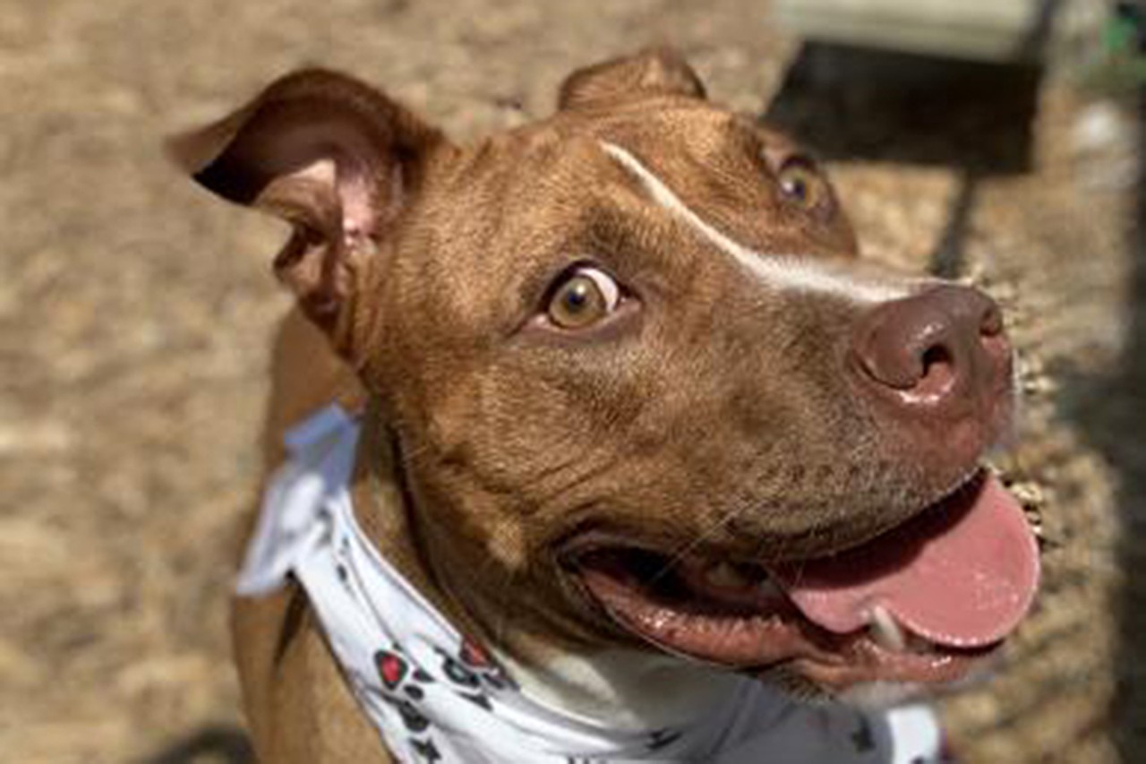 Wrigley
Age: 2 Years Old / Breed: Mixed Breed / Sex: Male / Rescue: SPCA
&#148;Wrigley is my name and being wiggly is my game! I'm a big, bouncy 2 year old boy who can't wait to run around and wrestle with you! Since I'm a big, active boy, I would make an excellent running buddy. I'd love a big yard to run around in. I'm currently undergoing heart worm treatment, but that's no big deal! It just means I have to try really hard to be calm and rest during my treatment and then I can go back to bouncing around with my new family! If you'd like to be my new family, ask to meet me today!&#148;
Photo via spcacincinnati.org
