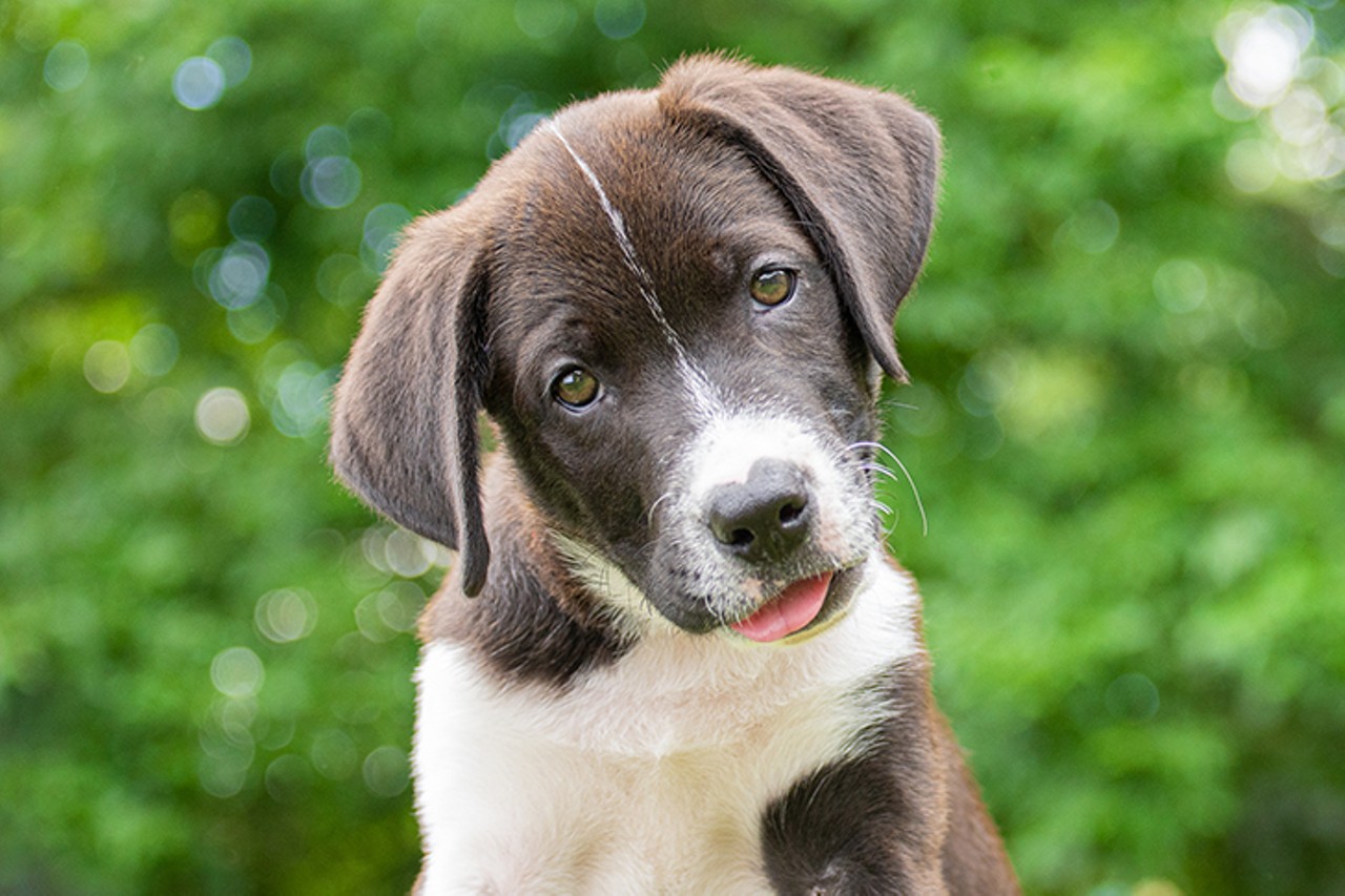 24 Adoptable Dogs In Cincinnati Looking