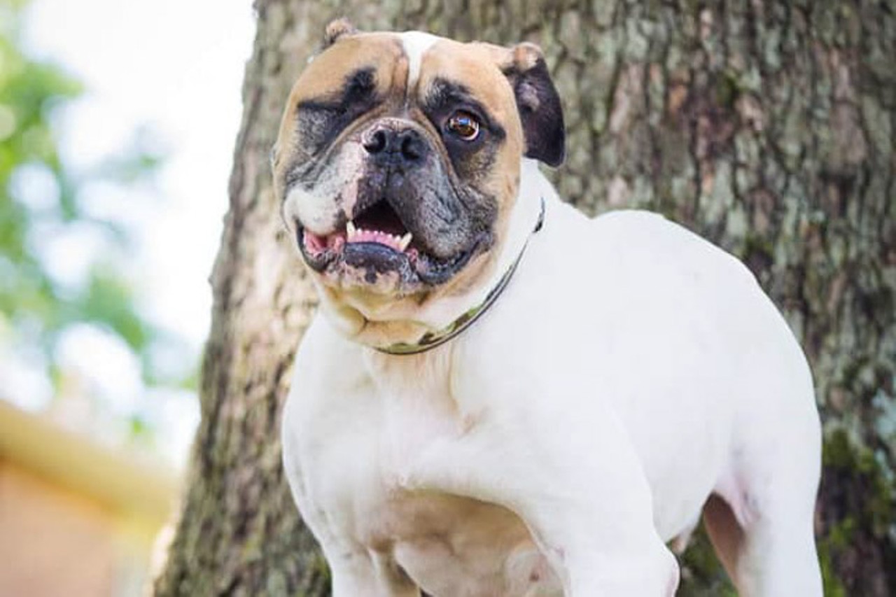 Brutus
Age: 3 Years / Breed: English Bulldog / Sex: Male / Rescue: Stray Animal Adoption Program
Photo via adoptastray.com