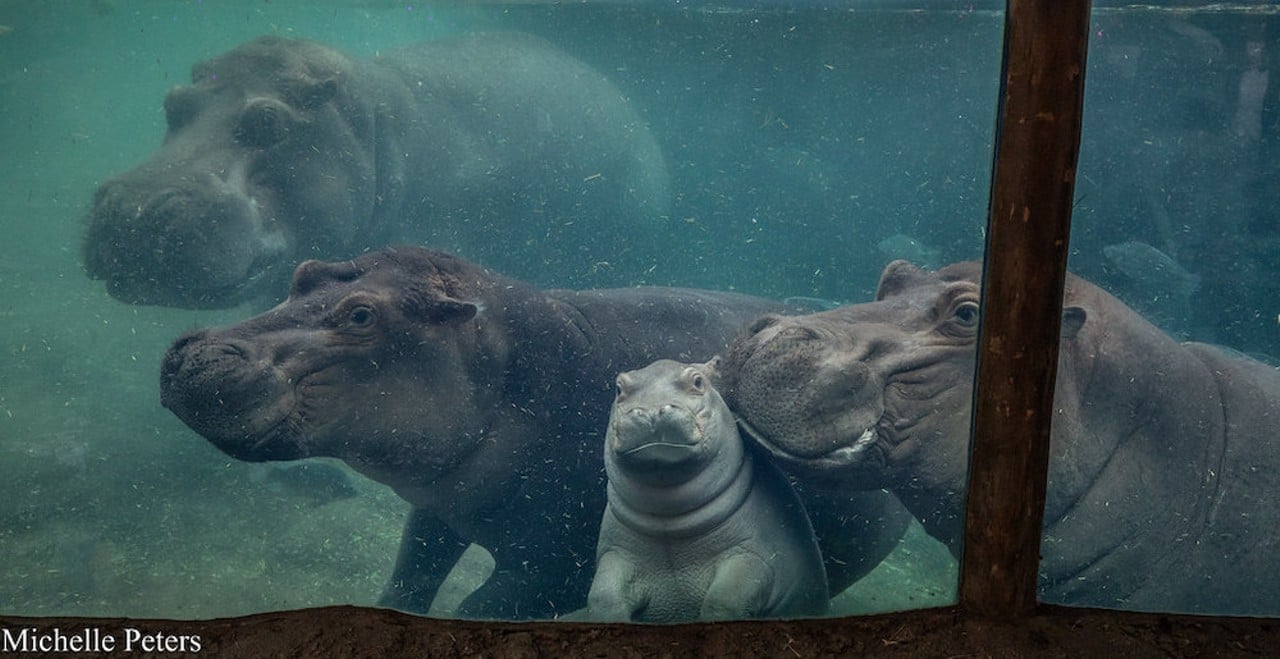 The Cincinnati Zoo’s Hippo Siblings
Who knew hippos could be so dang cute? Fiona stole the hearts of Cincinnati when she was born prematurely in 2017 and defied all odds to survive and grow into the sassy, loveable girl she is today. And our hearts only grew when her baby brother, Fritz, joined the bloat last year.