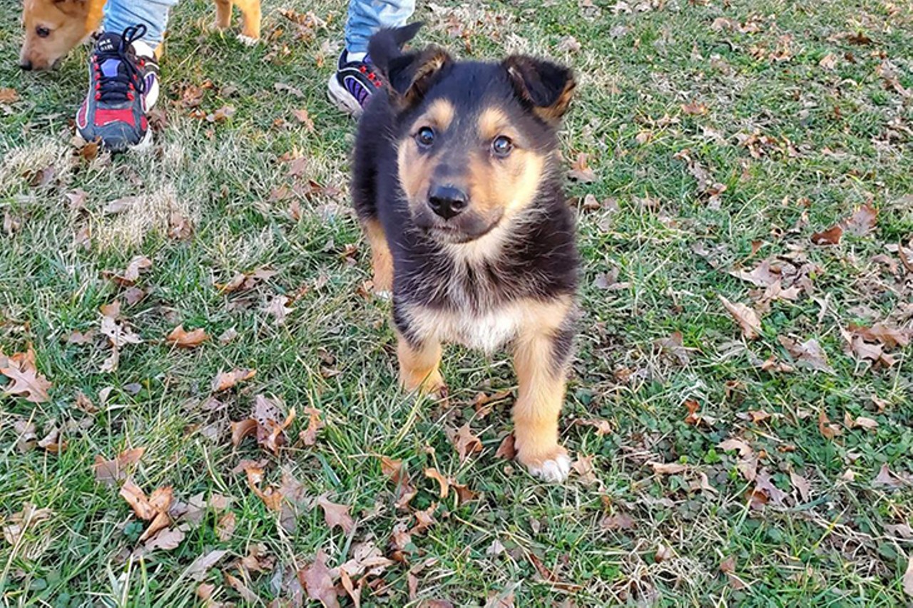 Chief
Age: 4 Months / Breed: Australian Shepherd & Bassethound Mix / Sex: Male / Rescue: Lucky Tales Rescue Inc.
"Hello! My name is Chief. I am a 4 month old German Shepherd/Collie mix who is looking for a new home! We aren't sure what size I will be, I have short legs and my paws aren't really big but that is just a guess. I am all about playing. My favorite game is to play keep away from my brother. Whether it be a stick, stuffed animal, or something I'm not allowed to have I can always make it interesting enough to get my brother chasing after me! I tend to be independent and not big on being held but if you sit on the ground with me I will jump in your lap"
Photo: Lucky Tales Rescue Inc.