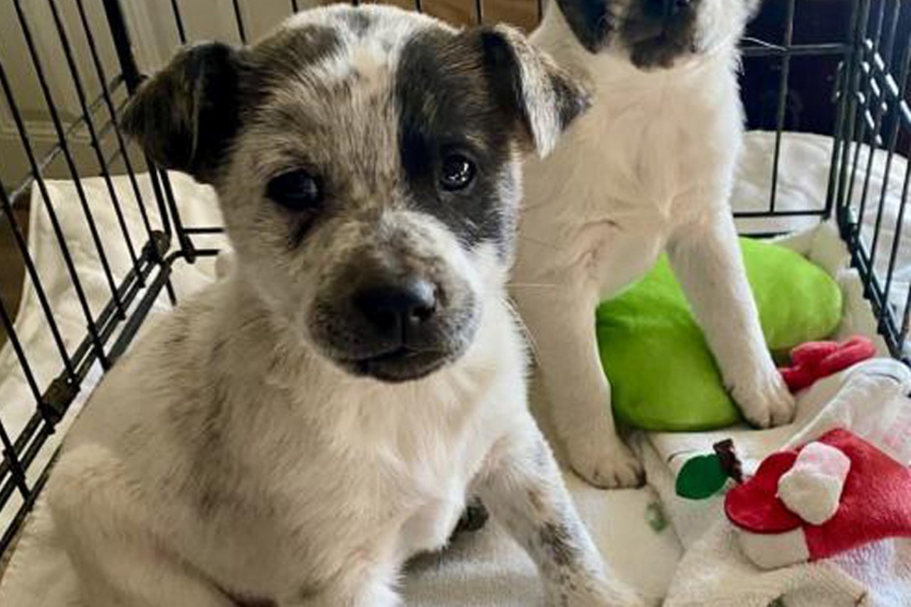 Frito
Age: 10 Weeks / Breed: Australian Cattle Dog/Blue Heeler Mix / Sex: Male / Rescue: Sweet Dream House Rescue
&#148;FRITO (male) and RUFFLES (female) are adorable heeler mix puppies looking for their furever homes. These little cuties are about 10 weeks old and so stinking adorable! We haven't seen parents, so we really aren't sure about adult size for these two, but heelers tend to be in the 30-40 lb range. However, there could be some larger breed mixed in, so if you need a precise adult size estimate, these may not be the puppies for you. We would prefer to find adopters with some herding dog breed experience (heeler, border collie, etc). They are beautiful dogs that need to be kept busy. They need physically fenced yards. Heelers may not be a good choice for homes with small children, as they may decide to herd the kids if they can't find any cattle. These pups will go to furever homes on a foster-to-adopt basis, adoptions will be finalized when all vetting covered in their adoption fee is completed. Frito and Ruffles will need to come back to us twice before their adoptions are finalized, so greater Cincinnati area adopters only please. Foster-to-adopt application at dreamhouserescue.org.&#148;
Photo: Sweet Dream House Rescue