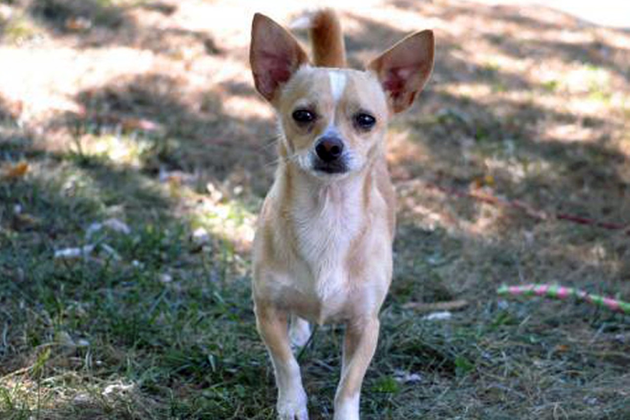 Paco
Age: 4 Years / Breed: Chiweenie / Sex: Male / Rescue: PawPrints Animal Rescue
"Hey everyone! My name is Paco and I'm what foster mom calls a Chi-weenie (Chihuahua/Dachshund). I'm 4 years old and a little guy, approximately 10 lbs. Foster mom says I'm super snuggly, whatever that means. I know I really like hanging out on the couch with her and I'll lay with my neck on her shoulder when given the chance. I don't like meeting new people because they scare me, but I become really attached to my one special person. For this reason, it's best I don't go out in public places because I may not be nice to the people I meet. I can be a little bit of a resource guarder when it comes to my foster mom, but she says it's easy to manage, so I'll take her word for it. My legs may be little but I love being outside and running to my heart's content. They say I'm very special in one way though, I love other dogs, especially the big ones! My favorite dog in my foster home is a very sweet 55 lb Pit Bull. I adore her! I sometimes run underneath her if something scares me. While I don't like being picked up, I listen well. I'm neutered, heartworm negative and up to date on vaccines. You can find an adoption application at www.pawprintsnky.com."
Photo: PawPrints Animal Rescue