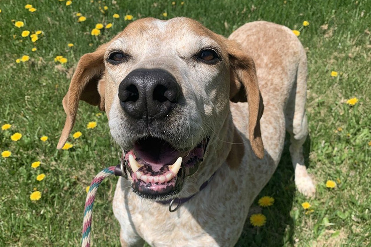 Dozier
Age: 6 Years Old / Breed: English Coonhound & Coonhound Mix / Sex: Male / Rescue: Furgotten Dog Rescue, Inc.
"Dozier is a 6-year-old English coonhound weighing 55#. He is the definition of an 'unwanted' dog after finding his way back to the shelter multiple times. This poor guy deserves only the best of homes after being unwanted for so long. He is so sweet with everyone and everything! He is about as perfect as they come. While coonhounds are hunting dogs, we can assure you that Dozier is perfectly happy being a house pet instead. All he needs are a couple of walks a day for mental stimulation, a big comfy bed, and a loving home. Please research the breed before applying- furgottendogrescue.com."
Photo: Furgotten Dog Rescue, Inc.