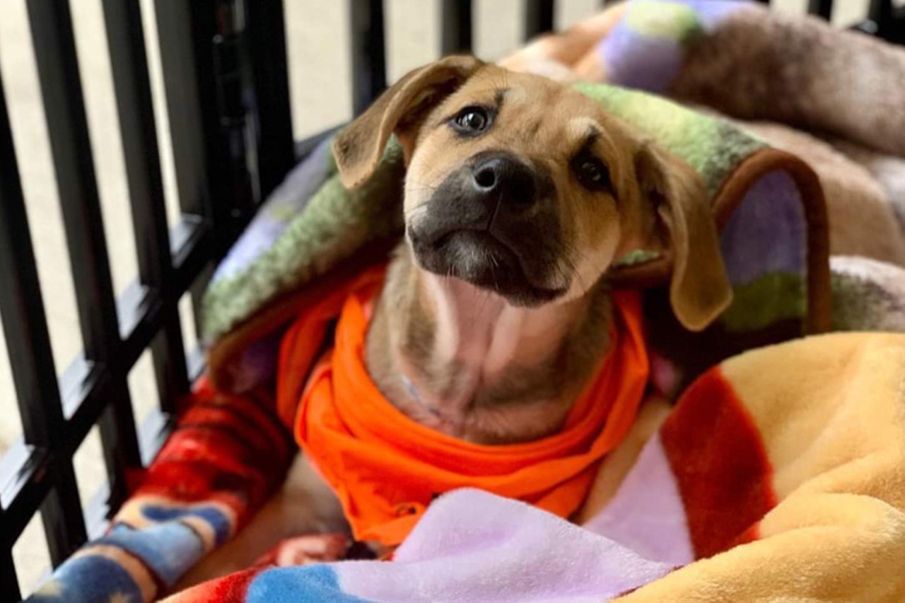 Skip
Age: Puppy / Breed: Hound & Mastiff Mix / Sex: Male / Rescue: Paws for Miles, Inc
Photo: Paws for Miles, Inc