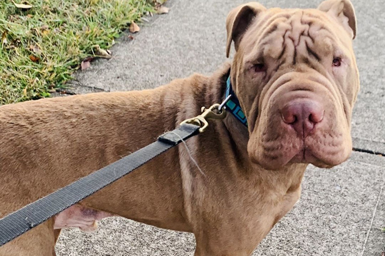 Carlton
Age: 3 Years / Breed: Shar-Pei Mix / Sex: Male / Rescue: Furgotten Dog Rescue, Inc.
"I am a 3-year-old Shar-Pei mix weighing 55#. Don&#146;t let my looks fool you, I am a big baby! I am friendly with people when I am not on my turf (house/yard). I will need time (and lots of treats) to warm up to a stranger. I walk well on a leash, but will react toward animals on a leash. I am animal aggressive in general and need to be an ONLY PET in the home. I have not been desensitized to small children. They kind of freak me out for some reason. Teens are cool :) What can I say I am a is a typical, poorly socialized Pei. My dominant and territorial nature is normal, but difficult to manage. I will require consistent follow through with my training including socialization with other dogs (on a leash on walks) and territorial behavior. Free in-home training comes with my adoption fee."
Photo: Furgotten Dog Rescue, Inc.