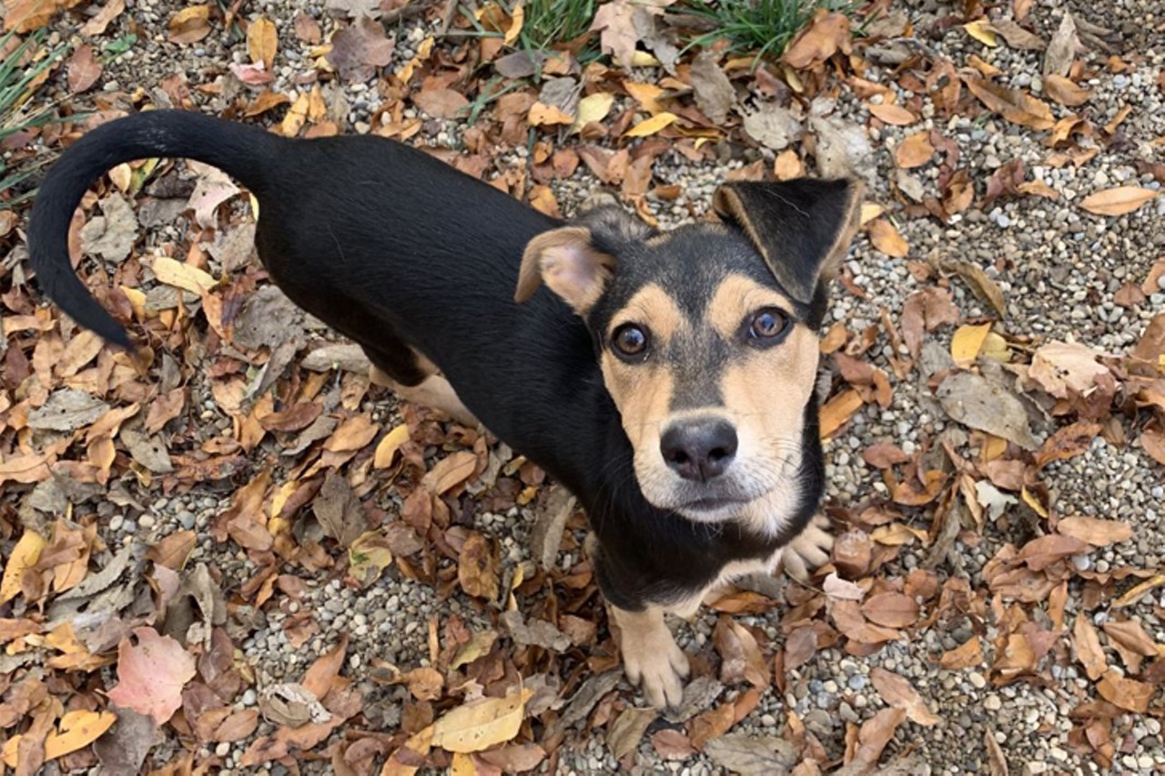Nessie
Age: 4 Months / Breed: Hound/Beagle Mix / Sex: Female / Rescue: Furgotten Dog Rescue, Inc.
"Nessie is a 4-month-old Hound mix weighing 20#. Nessie was an owner surrender at a local animal shelter. She&#146;s a wild child, but what puppy isn&#146;t? Nessie is full playful puppy energy. To meet her exercise needs, she requires a physical fenced yard and a young/energetic doggy playmate who can keep up. Good with cats and kids. Crate trained and as house trained as any 4-month-old pup."
Photo: Furgotten Dog Rescue, Inc.