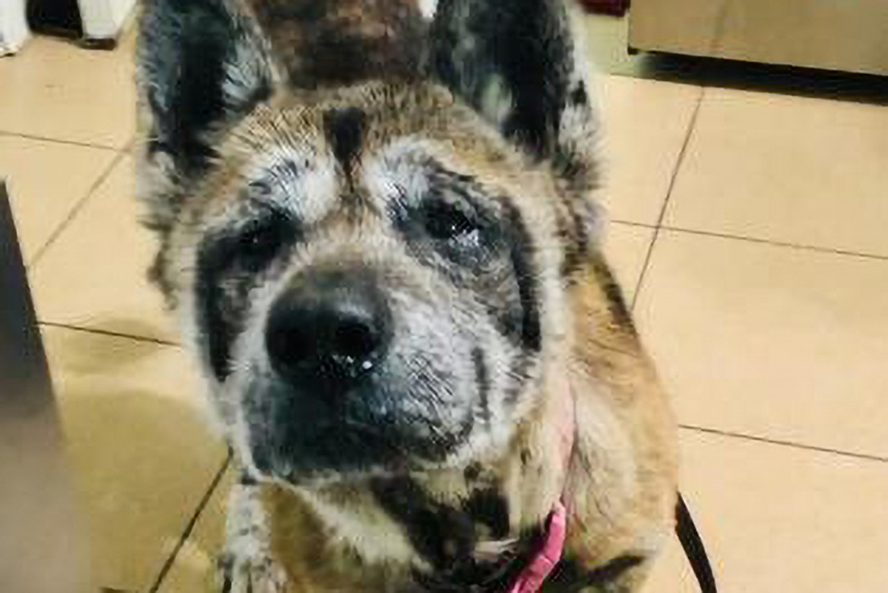 Sassy
Age: Senior / Breed: Akita Mix / Sex: Female
&#148;Meet Sassy! This gorgeous senior girl arrived to us in very rough shape, but she's in foster and doing great! Sassy does well with dogs, cats, and kids! She loves to cuddle, snack on treats, and go for short walks each day.&#148;