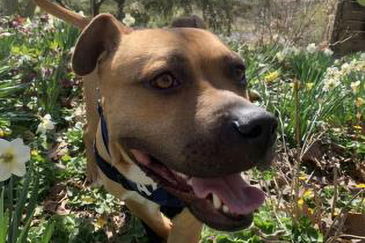 Morris
Age: 2 Years Old / Breed: Terrier, American Pit Bull/Boxer / Sex: Male / Size: Medium