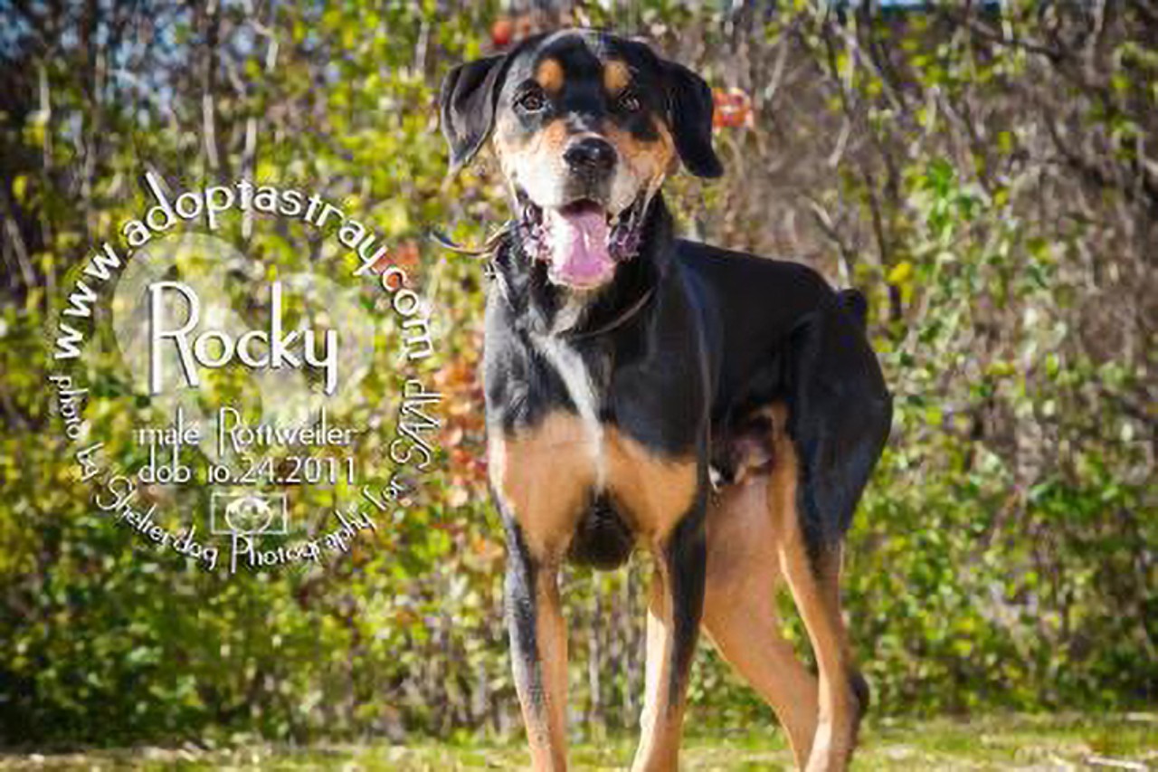Rocky
Age: Senior / Breed: Rottweiler / Sex: Male / Rescue: Stray Animal Adoption Program
&#147;Rocky is a big, silly guy that will sometimes still play like a puppy, a very obedient puppy! He weighs around 110 pounds and doesn't always realize his strength and power. He loves his cozy dog bed, soft blankets, treats, riding in the car, going for walks, attention and butt scratches from his people, and toys. He loves playing fetch and tug. It's so cute when he gets giddy, gallops around, and is super happy- he has the best smile. He makes really adorable sounds when you get home, he wants to do something, or he's just really excited- sometimes like Chewbacca. Rocky would do best as an only dog. This guy really likes to take baths- he can be found sitting pretty in the bathroom or even standing in the bathtub looking at the faucet wondering why the water is not coming out when he wants it to. He would do better in a home without kids or one with older kids that understand his boundaries. He is wonderfully housebroken and crate trained. Rocky has been through professional training, so is great on a leash, knows heel, auto-sit, sit, down, stay, and head and hand motions. His adoption will include sessions with his trainer. Most importantly, he needs a patient person or family that gives him space to get used to his new people. It is well worth the wait though because he makes the best companion once he trusts you and knows you respect his boundaries. He can be nervous around strangers and doesn't like to be touched/reached for by strangers straight away upon meeting them. He is such a loving creature to his people, extremely handsome, and provides endless laughter, smiles and entertainment!&#148;
Photo: Stray Animal Adoption Program