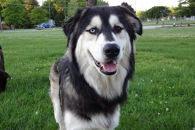 Dixon
    
    Age: 1 Year Old / Breed: Husky / Sex: Male / Rescue: Louie&#146;s Legacy
    &#148;Hi, I'm Dixon! I&#146;m a 1 year old Husky mix that weighs around 60 pounds. If you&#146;ve wanted to adopt a Husky, but didn&#146;t know if you could handle the normal energy that comes with one, then I&#146;m the guy for you. I&#146;ve got all the looks of a Husky, but enjoy cuddling on the couch and laying in the grass way more than running around. All I want is for someone to pet me, and if you aren&#146;t willing to do it, I&#146;ll move onto the next person and try them. I love going for walks at the park and meeting new dogs everyday and I get along great with my foster brother who&#146;s also a big dog. I am not the biggest fan of being in my crate (even though I&#146;ll go in at as soon as someone points to it), but I have to be in one since I don&#146;t handle being alone very well. I may be slightly wary of new people at first, but I usually get over that in about 5 minutes. Come meet me if you want to cuddle on the couch all day long! Dixon's adoption fee is $250.&#148;
    Photo via louieslegacy.org