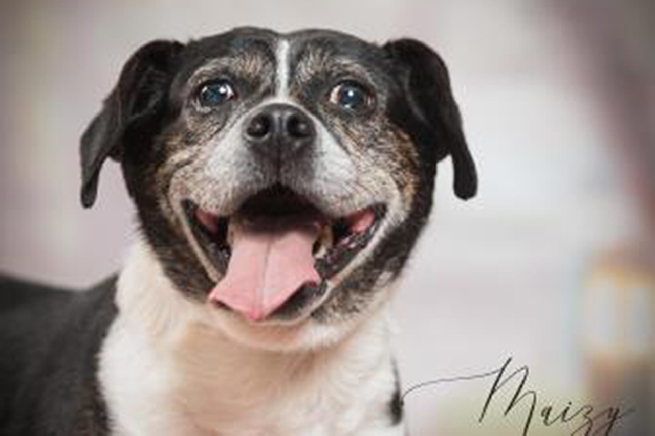 Maizy
Age: 7 Years Old / Breed: Beagle / Sex: Female / Rescue: SAAP
&#148;We call her Maizy but some may call her Crazy. Regardless of what you call this sweet 7 year old Hound mix you would be sad if you didn't call her yours. Maizy loves to party and would benefit from an active home with a fenced-in yard where she can get rid of some energy. She would definitely benefit from work on basic commands and manners. Maizy loves all people but little people carry food that Maizy will want to eat (very food motivated) so best to be with older kids. Maizy has done well in her foster home with dogs of all sizes but hasn't met a cat yet but the foster mom says given a little time she will adjust wonderfully.&#148;
Photo via adoptastray.com