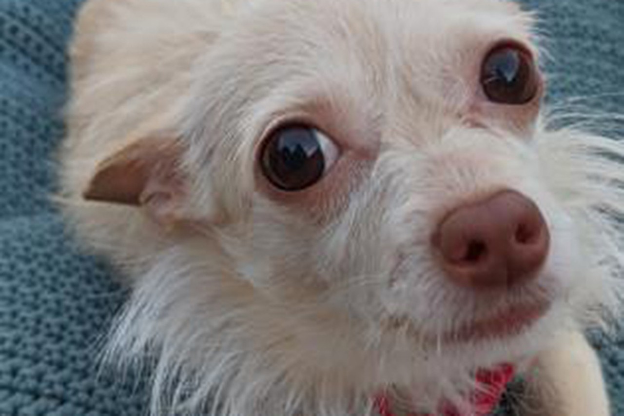 India
Age: 6 Years Old / Breed: Chihuahua / Sex: Female / Rescue: SAAP
&#148;Sweet little India is still patiently waiting for her furever home! 
India is a 6yo Chihuahua mix that was recently rescued from a severe hoarding situation. Despite her past, she is the sweetest little lady ever. She LOVES her crate (probably because this is the first time in her life she has had a little spot of her own)! She gets along with our little dogs, but sometimes also likes to have her own space. She completely ignores our cat. 
India has made so much progress in the potty training department as well! We are so proud of how far she has come! She would definitely benefit from someone who will be patient with her and continue to create structure and routine that she never had before SAAP. 
If you think you could be a good fit for this little cutie, you can fill out an application at: adoptastray.com.&#148;
Photo via adoptastray.com