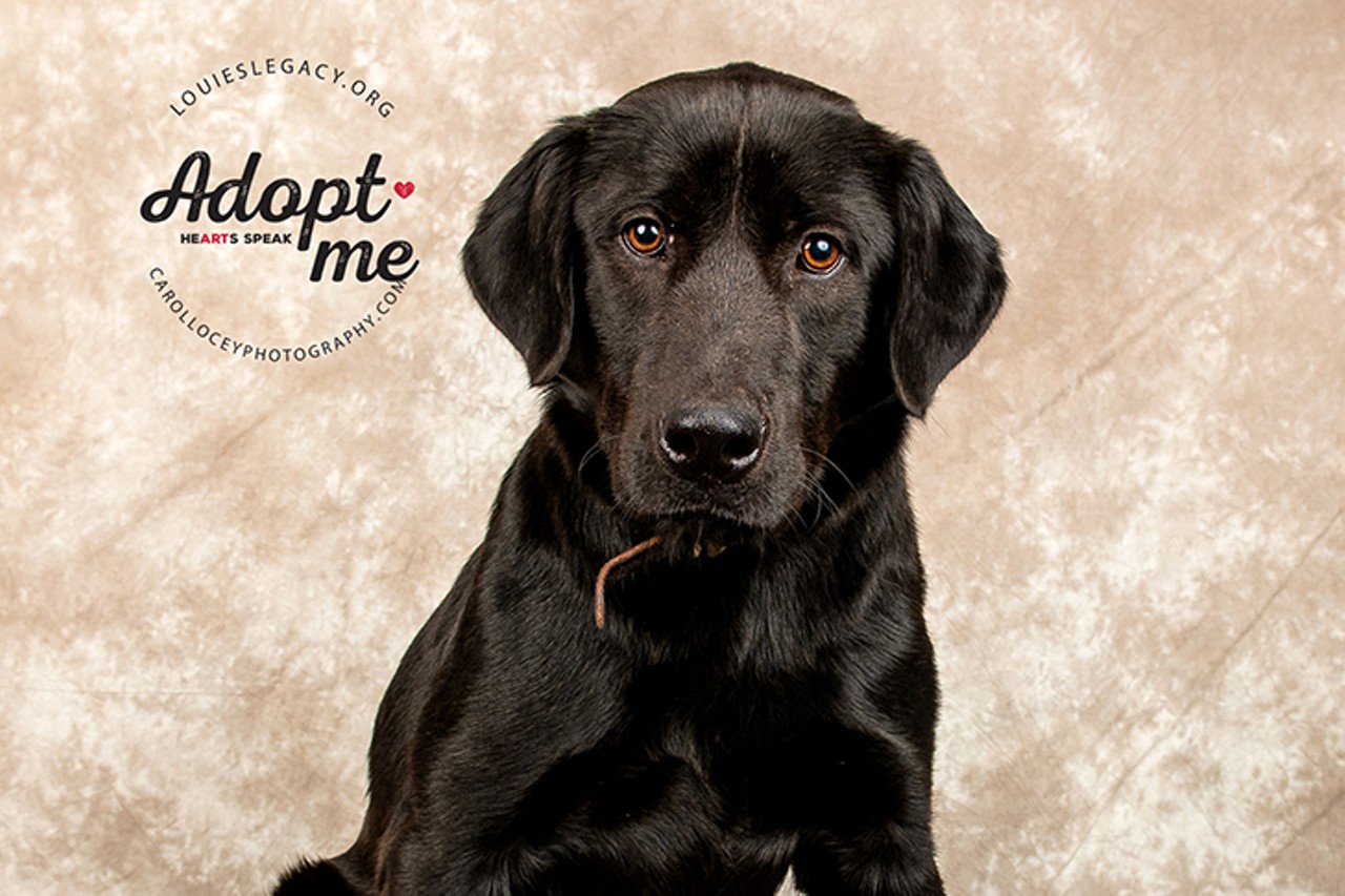 Cajun
Age: 1 Year Old / Breed: Flat-Coated Retriever / Sex: Male / Rescue: Louie&#146;s Legacy
&#148;Hi, I'm Cajun! I am a one year old Flat Coated Retriever that weighs about 65 lbs, and I am ready to join your family. I aim to please so I would love to be the center of your attention, but if I need to share it with another dog I am fully okay with that too. I'm currently fostered with another big goofy dog and we love to play together. I love all the attention that I get at the park from strangers and children and do not understand why everyone doesn't want to stop and pet me. I am quite the gentleman on the leash and love being called a good boy. I am very food motivated and will listen to anyone that's willing to give me a treat. Do you like long car rides, going for walks, playing in the yard, or tossing a ball? If you said yes to one or all four of these things I'll be waiting to see your application! Cajun's adoption fee is $250.&#148;
Photo via louieslegacy.org