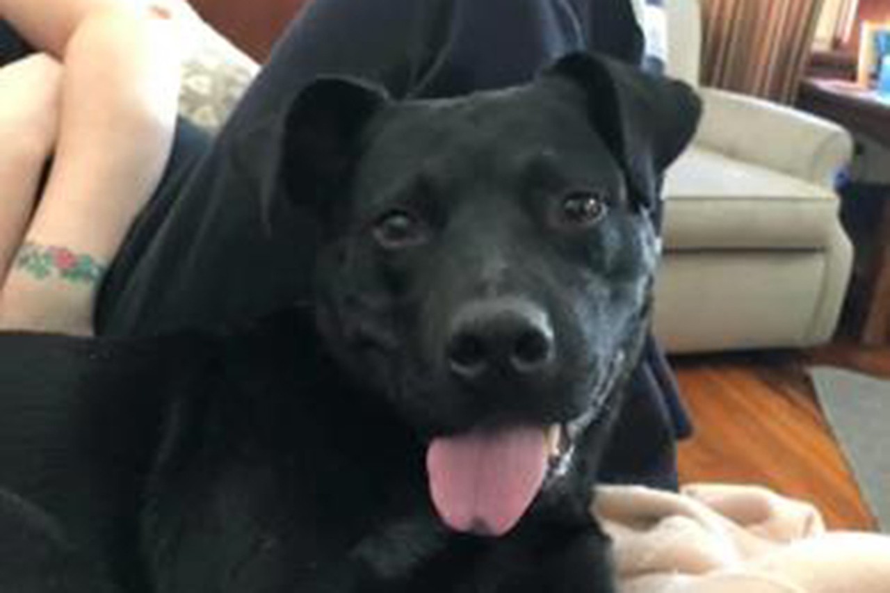 Cutter
Age: 2 Years Old / Breed: Retriever Labrador Mix / Sex: Male / Rescue: SAAP
&#148;This is cutter and he is a 2 year old black lab mix! He is a sweet boy but prefers his humans on the bigger side the little ones scare him. He is leash trained and house trained. Does not require a crate. He would love to come to his forever home soon!&#148;
Photo via adoptastray.com
