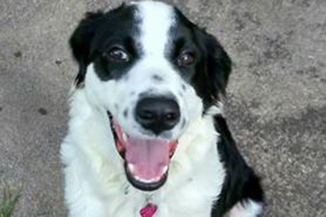 Floki Alexander
Age: 5 Years Old / Breed: Border Collie / Sex: Male / Rescue: SAAP
&#148;Meet Floki Alexander - knows the name Loki (Low Key). He's a big guy, 70lbs! Loki loves riding shotgun in the car and going on adventures. He's excellent on a leash, and usually does well with the dogs he meets. Occasionally, he tends to herd other dogs (and even small children) or gets too rough with them, so his new family must help him choose and make friends. Loki is not good with cats, either. But his gorgeous looks, drive for adventure, and quick learning will make him an extraordinary companion for an active adopter. Loki has so much to offer! Could you be his best friend? Apply for him today at www.adoptastray.com&#148;
Photo via adoptastray.com