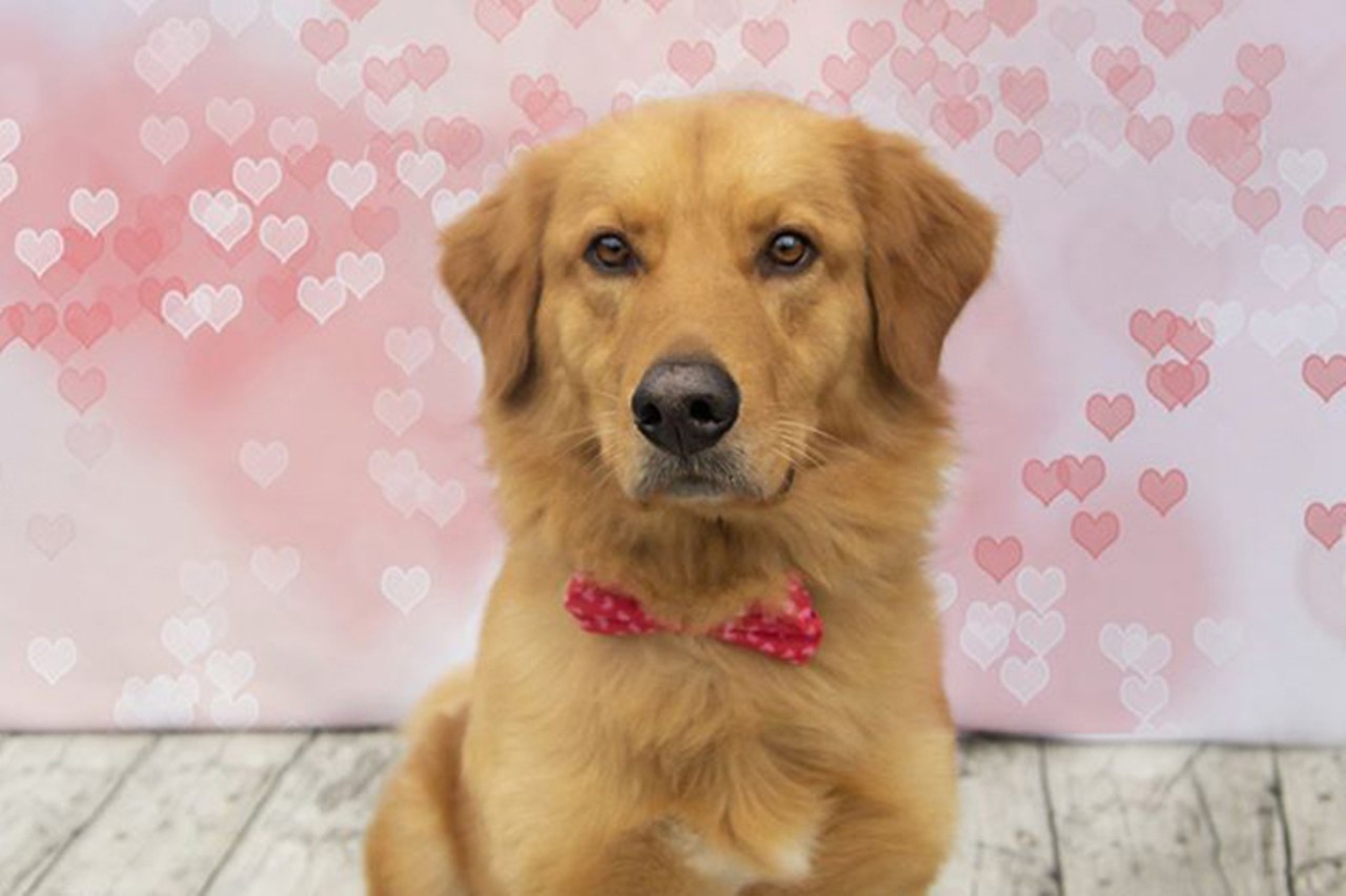 Cooper
Age: 3 years old / Breed: Golden Retriever/Pyrenees Mix / Sex: Male / Rescue: Homeless Animal Rescue Team (HART)
"Cooper is a very handsome 3 year old, who was surrendered because his owners were moving, and they were unable to bring him with them. Cooper appears to be very mellow and is good with other dogs and kids but has yet to be cat tested."
Photo via myfurryvalentine.com