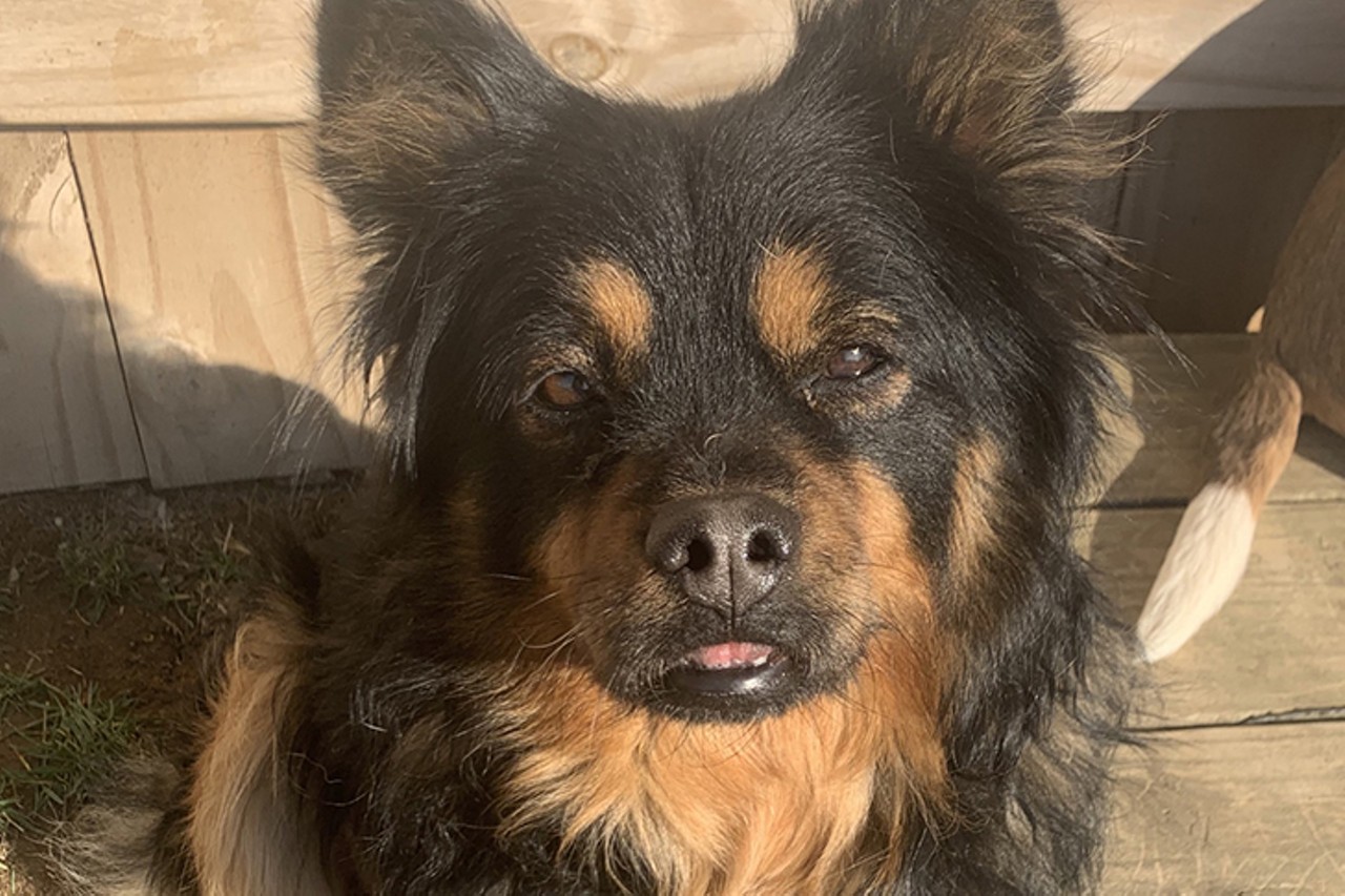 Cookie
Age: 3 years old / Breed: Pomeranian/Chow Mix / Sex: Female / Rescue: Furgotten Dog Rescue
"Cookie here! I am finally ready for adoption now that all of my medical issues are taken care of. I have chronic bronchitis, but I have not coughed or needed my medicine in months! I am dog, cat, and kid-friendly. I am allowed to wrestle and play, but I cannot do any vigorous exercise like running because of the damage done from the heartworm disease. I love a short walk, but I cannot be a jogging buddy. I love to be near you and enjoy pets and cuddles, but I am also pretty independent. Yes, I am as sweet as I look :)."
Photo via myfurryvalentine.com
