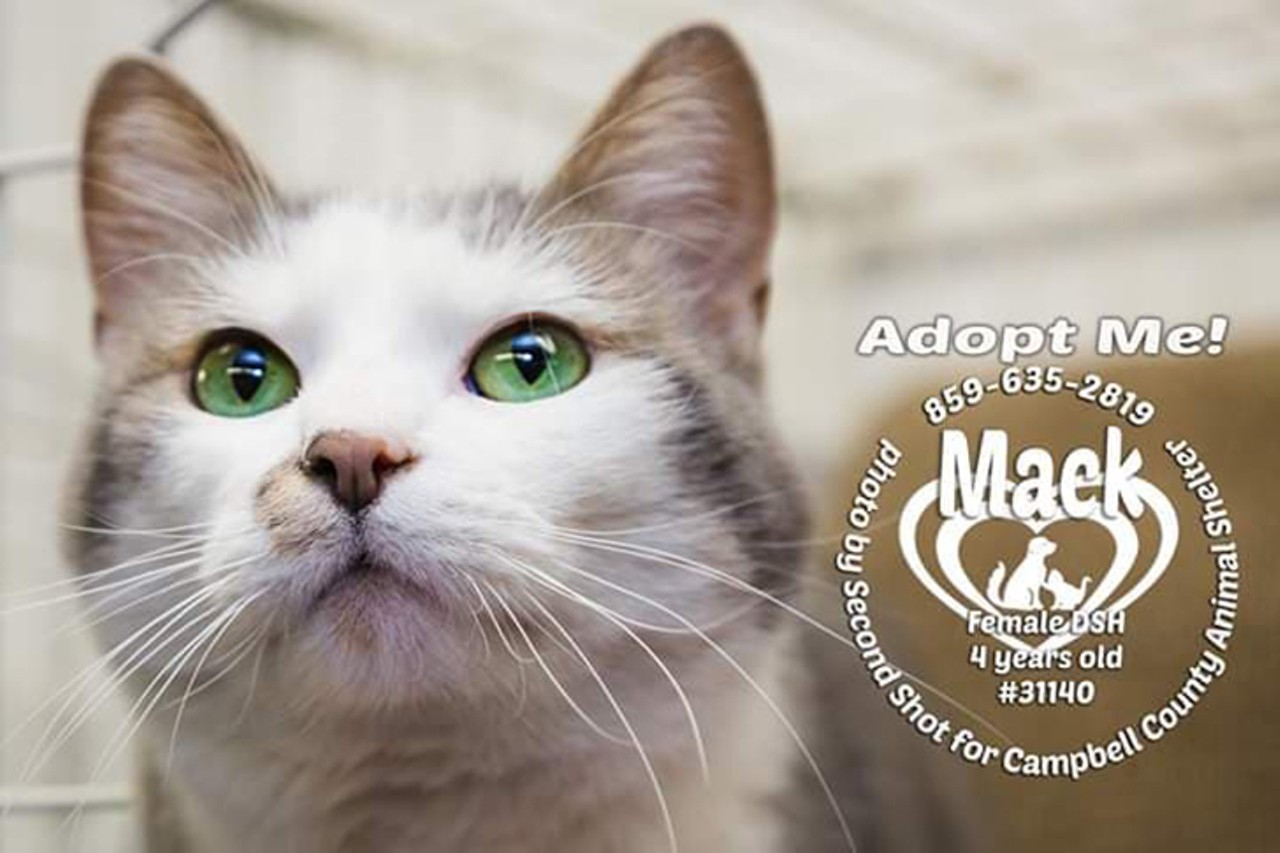 Mack
Age: 4 years | Breed: Domestic Shorthair/Mix | Sex: Female | Rescue: Campbell County Animal Shelter
Photo via myfurryvalentine.com