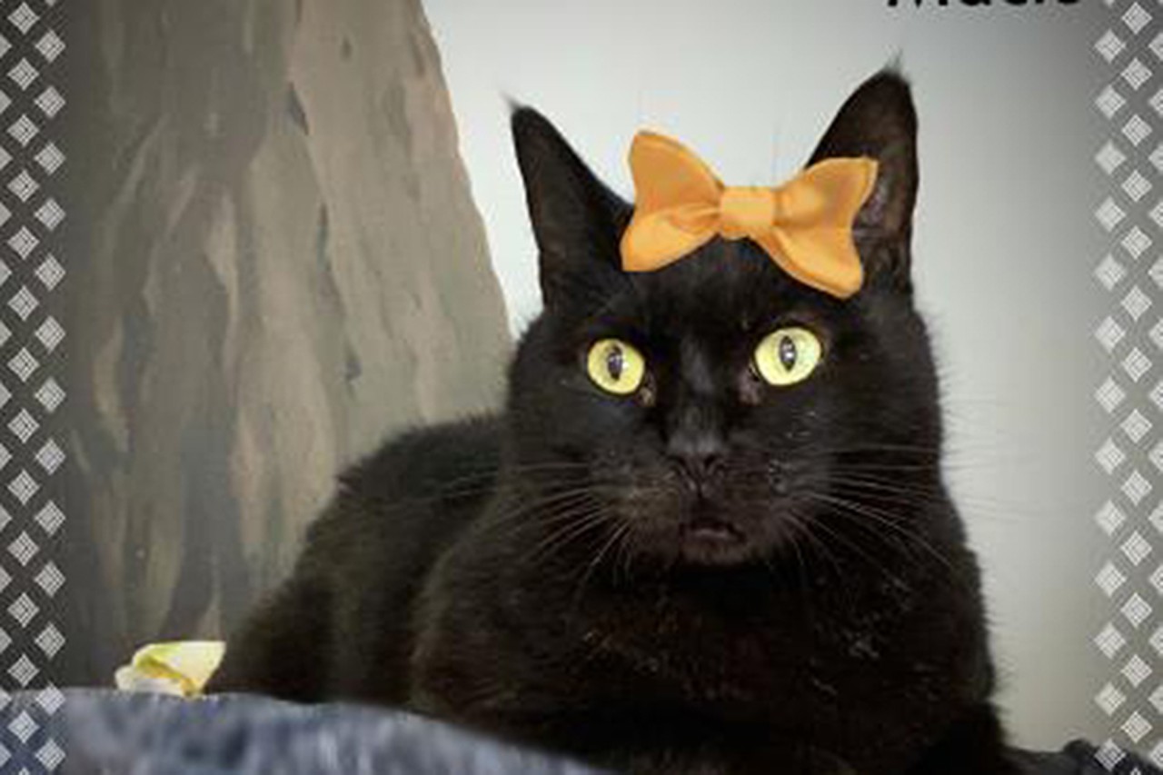  Macie
Age: 4 Years Old / Breed: Medium Hair Mix / Sex: Female / Rescue: SAAP
&#148;She is a gorgeous black cat who loves to sit in a sunny window, play with her toy cardboard carrot and eat dinner! She is a bit shy at first so would do best in a home with no small kids or dogs but does terrific with other cats. She enjoys sitting next to you on the couch and likes her belly rubbed! She is quiet and has good litter box habits. Macie has a cute little half tail! Apply now to adopt her!&#148;
Photo via saap.com
