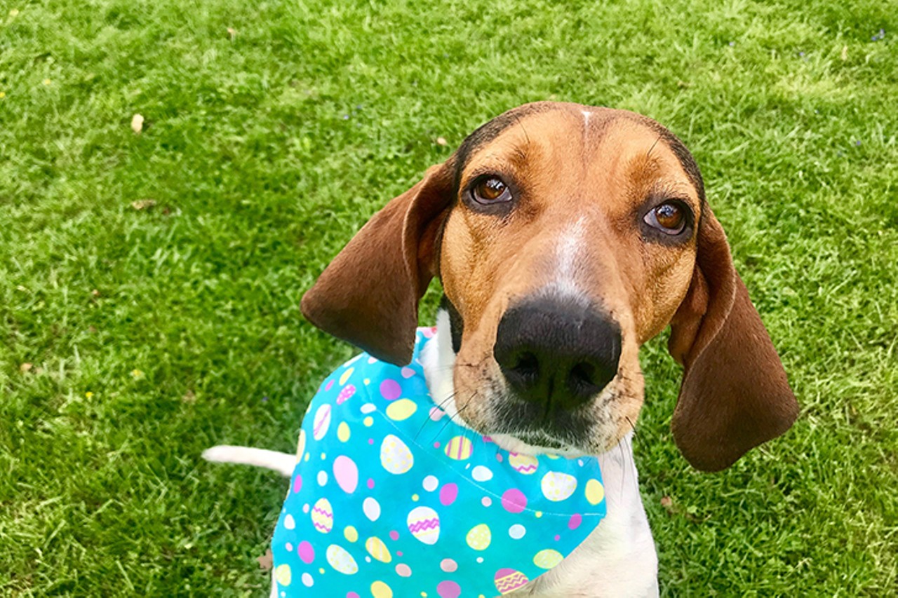 Henna
Age: 5 Years Old / Breed: Coonhound / Sex: Female / Rescue: Louie&#146;s Legacy
&#148;My name&#146;s Henna and a 5-year-old Coonhound. I&#146;m so happy to be out of the animal shelter after being in one for several months! I am 60 pounds now! I currently live with another dog my size and we could play outside all day if we were allowed; I really enjoy having someone to play with. Although, if she were a cat, I&#146;d like to be separated from her. I would be happiest in a fenced yard to call my own, since I like to explore my surroundings. I am fully potty, crate, and leash trained. I am still working on basic commands like off, sit, and stay but I&#146;m learning very fast and my foster mom say I&#146;m learning more every day. I&#146;m very food motivated so getting me to pay attention is a breeze. I really like bones and chew toys; they keep me from playing with things I shouldn&#146;t. If you give me a chance, I would love for you to come meet me to see if we&#146;re a good match, and continue to learn how to be a good companion! Henna's adoption fee is $25.&#148;
Photo via louieslegacy.org