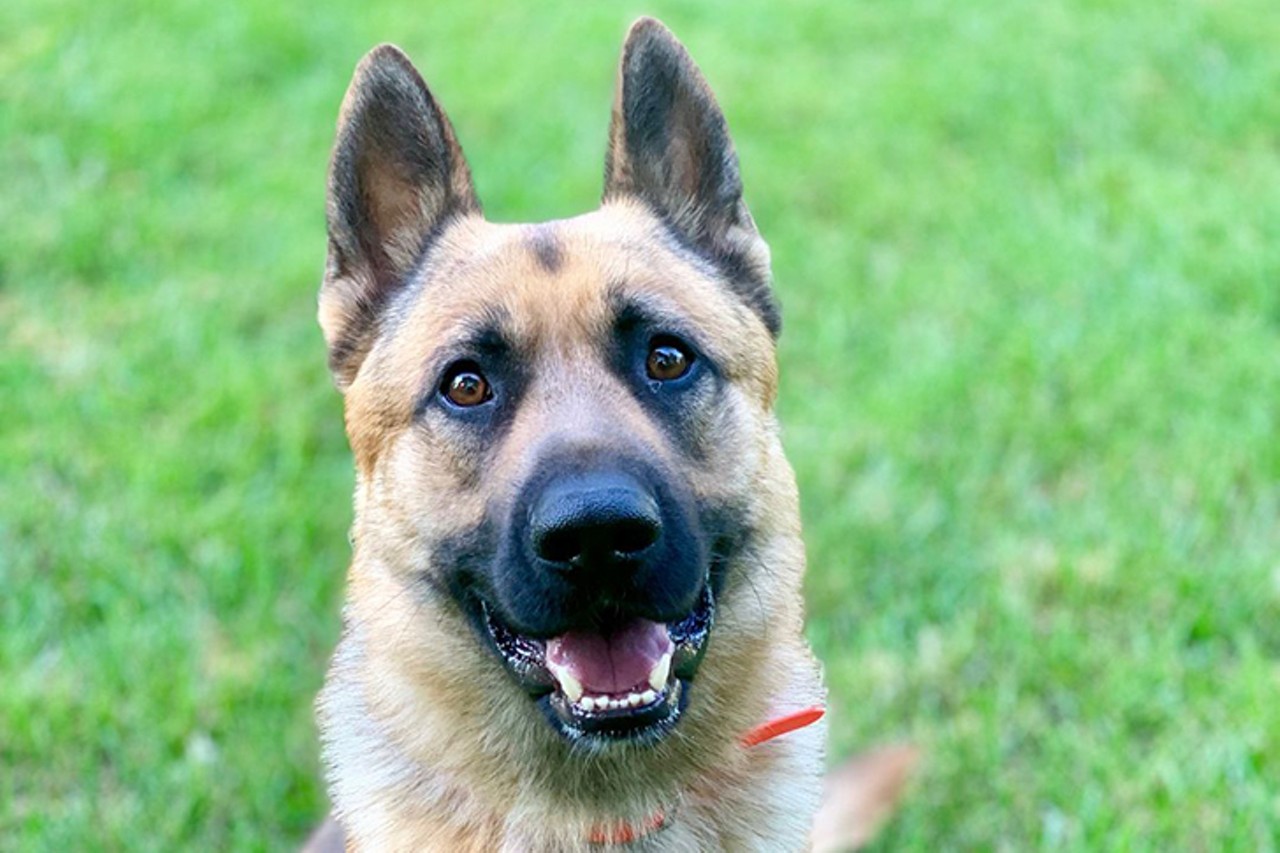 Buddy
Age: 3 Years Old / Breed:German Shepherd Dog / Sex: Male / Rescue: Louie&#146;s Legacy Animal Rescue 
&#147;He&#146;s a fairly laid back guy who loves relaxing at home with his family, playing in the backyard and going for car rides. He enjoys having other large dog friends and does a great job picking up on their energy level and adjusting his own to match. He&#146;s fostered with large dogs and cats and has done well with everyone. Buddy has gone through a 2-week board and train program and is consistent with multiple commands in numerous environments, however, he has shown anxiety toward visitors in his home in the past. For that reason, Buddy needs a confident handler who has large breed experience and will take the time to build a relationship with him and provide clear boundaries so he knows what&#146;s expected of him. He will require a home without children where he will be given several weeks to acclimate before being introduced to new people in and out of the home.&#148;
Photo: Louie&#146;s Legacy Animal Rescue