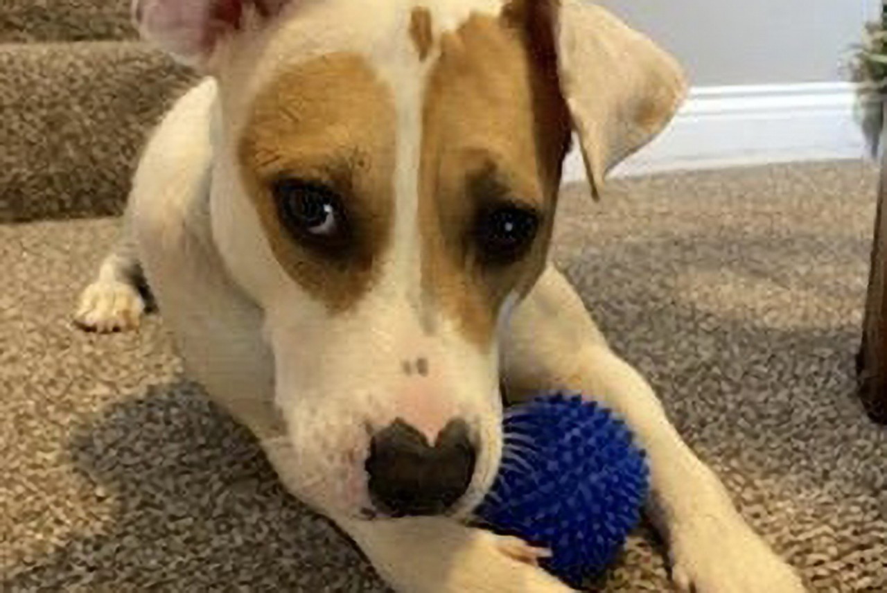 Auli
Age: 1 Year / Breed: Mixed Breed / Sex: Female / Rescue: Sweet Dream House Rescue
&#147;Sweet, silly playful AULI is beautiful 1 year old 42 lb. mixed breed girl looking for a furever home. We love her wonky ears.
Auli is a medium energy lovebug who likes toys and going for walks. She's housebroken, crate trained, well behaved for nail trims/baths/tooth brushing. She needs a furever home with a fenced yard. Auli is not well suited to apartment living. She'd be okay as an only dog as long as she has someone who will keep her active and shower her with affection.&#148;
Photo: Sweet Dream House Rescue