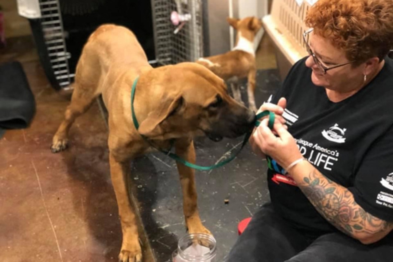 SPCA Cincinnati saved 23 South Korean dogs from the dog meat trade
Photo: Facebook/SPCACincinnati