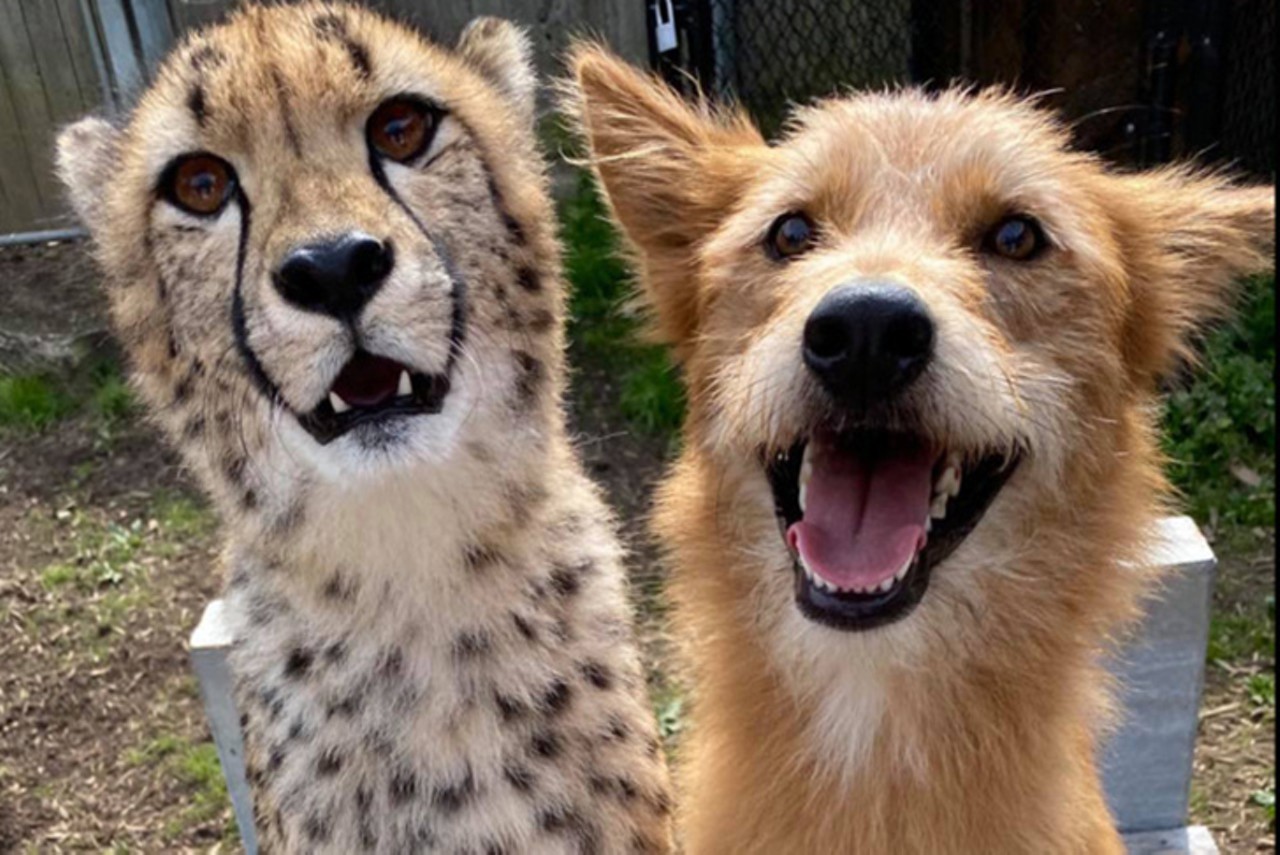 Cincinnati Zoo&#146;s favorite furry duo Kris and Remus were debuted on Disney&#146;s It&#146;s a Dog&#146;s Life show
Photo: Facebook.com/CincinnatiZoo