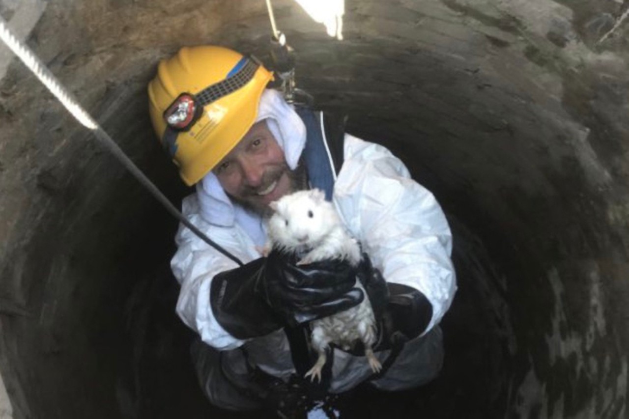 Cincinnati Metropolitan Sewer District saved Snowball the guinea pig from a sewer
Photo: Twitter.com/CincinnatiMSD
