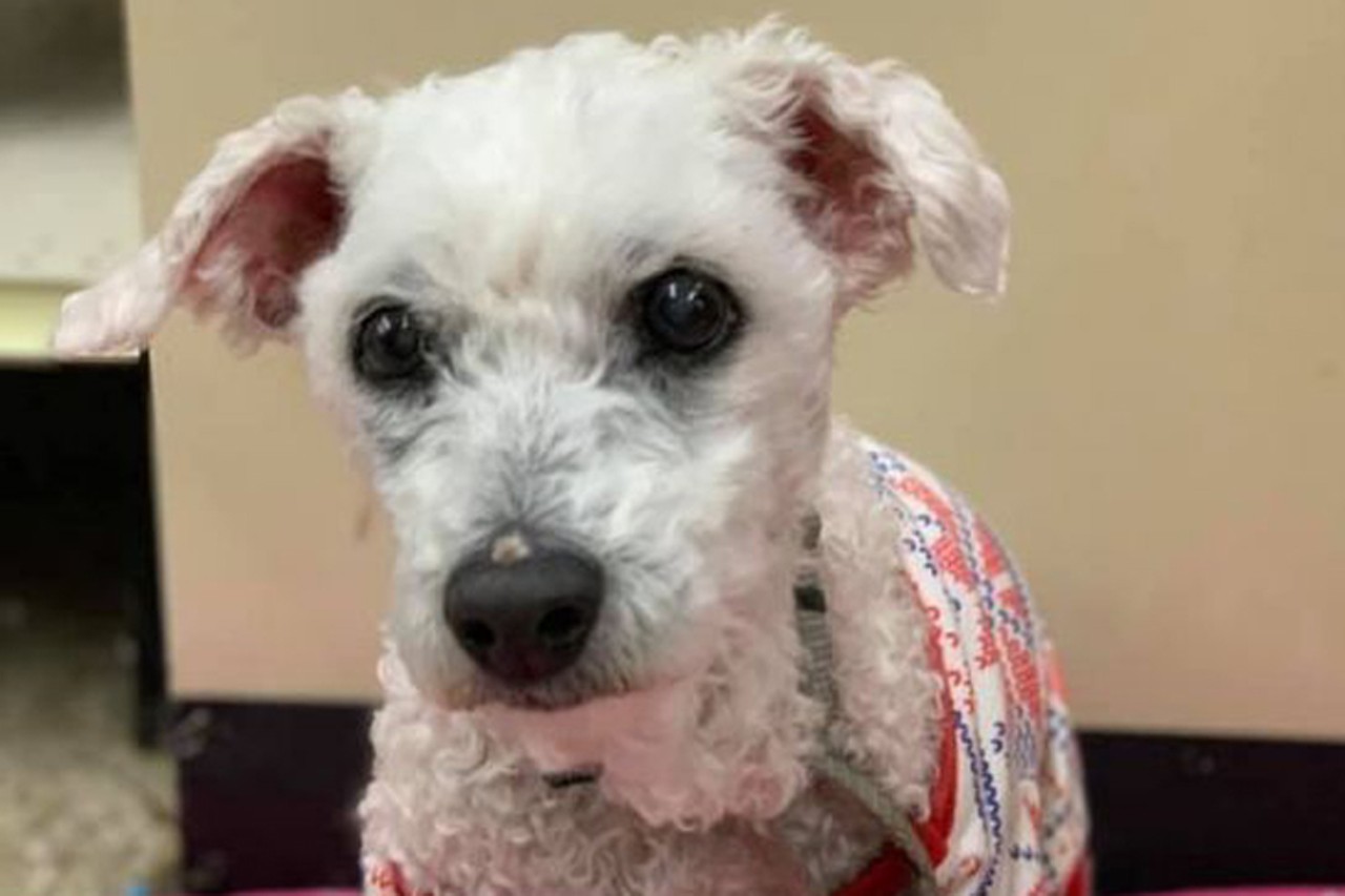 Gail
Age: 10-12 Years / Breed:  Poodle & Bichon Frise Mix / Sex: Female / Rescue: Recycled Doggies
"She&#146;s a senior poodle mix &#151; very sweet. She loves to explore the yard and snuggle in bed. She's vision-impaired due to cataracts but does see some. She's also hard of hearing &#151; it's rough being an old gal! She circles a lot in the house and yard as she wanders...She was extremely matted when she came into the shelter so she had to get shaved down. She had a dental with several extractions &#151; she does not have a lot of teeth left but she still eats just fine! It takes some time for her to warm up and show personality but once she does, she's tail wags and happy girl for her people!"
Photo via petfinder.com
