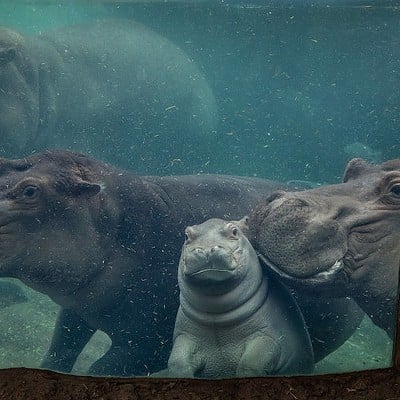Meet Fiona and the Gang at the Cincinnati Zoo & Botanical Gardens3400 Vine St., AvondaleWhen you visit the Cincinnati Zoo & Botanical Garden, the first thing you’ll want to do is meet true Cincinnati royalty. Fiona, her baby brother Fritz, mom Bibi and step/dad Tucker will all be at Hippo Cove waiting to see you. There are also tons of other adorable animals to stop and see while you’re there, from elephants and manatees to giraffes and lions. If you’re lucky enough to go in April, you’ll see an explosion of color from the tulips and daffodils of Zoo Blooms. And toward the end of the year, the zoo comes alive with millions of bright, twinkly lights for the Festival of Lights.