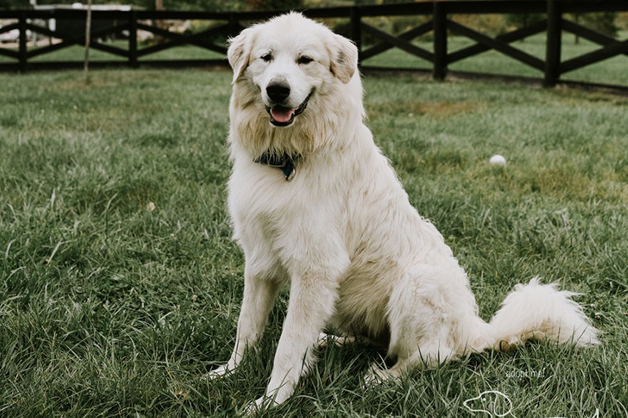 Falkor
Age: Adult / Breed: Great Pyrenees / Sex: Male / Rescue: Louie&#146;s Legacy Animal Rescue
&#147;This extra large boy, in many ways, is a true example of his breed, the Great Pyrenees. He is one year old and currently weighs 120lbs. Falkor loves to patrol his property, make sure his flock (or family) is all accounted for, alert of any possible threats but above all, this guy loves to play. He may be the biggest dog you have ever seen, but he is VERY much still a puppy. It is recommended that he goes to a family that has experience with large working dogs and any children be preferably older. He is eager for a job and responds well to structure. Falkor is crate trained, house broken and knows basic commands.&#148;
Photo: Louie&#146;s Legacy Animal Rescue