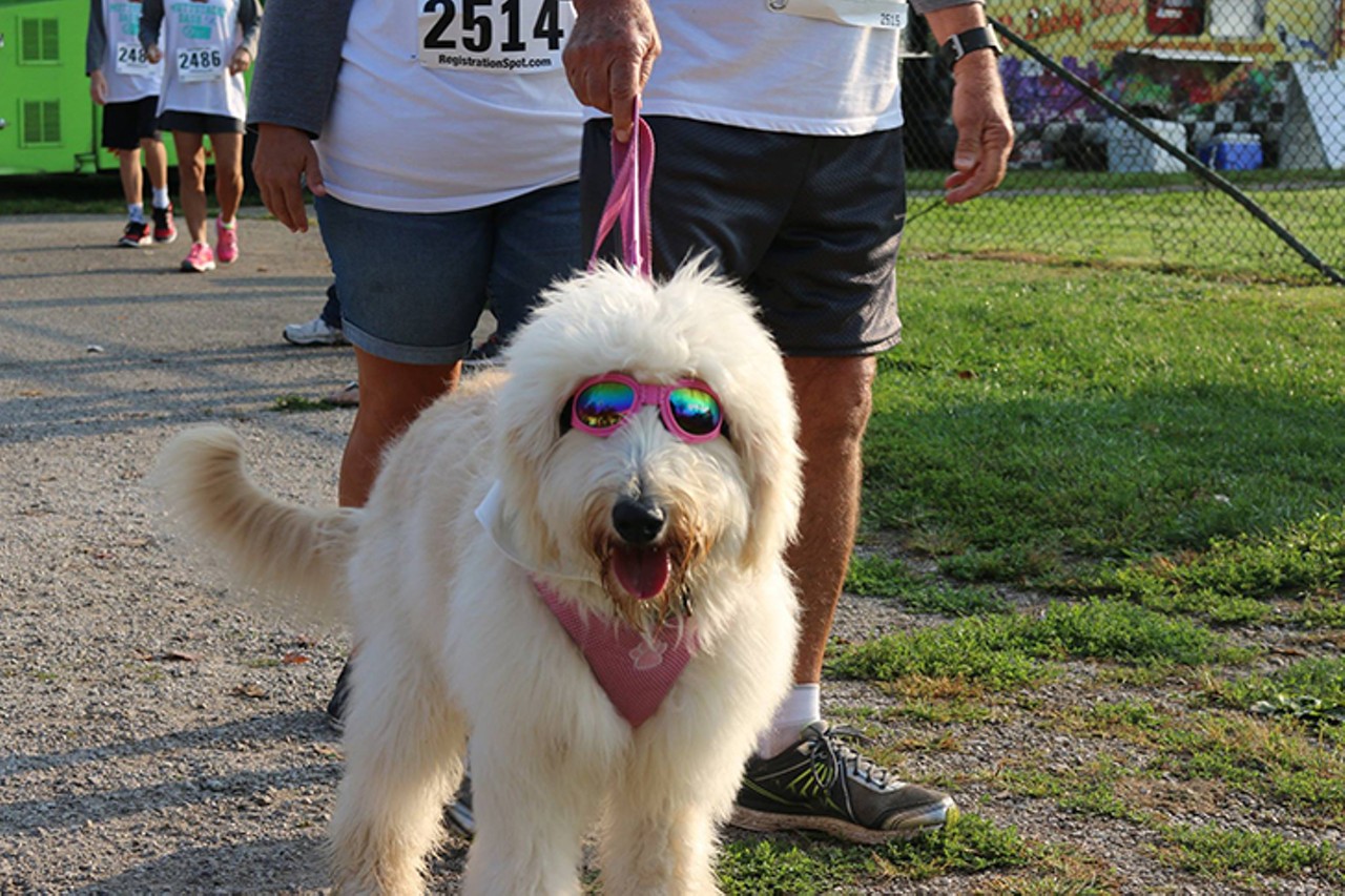 SATURDAY 04
EVENT: Muttstache Dash 5K
Dog owners and mustache owners &#151; and especially owners of dogs with mustaches &#151; are invited to Summit Park for this 2019 race/walk. Hosted by United Pet Fund, this one-mile walk/run and a 5K walk/run raises funds for regional animal shelters and rescues. Fretboard Brewing will be serving cold beer for people and Fido&#146;s Freezzys will serve dog-friendly frozen treats for any hungry hounds. Even if you don&#146;t have a dog, you can show a shelter dog a great day by donating $25 and &#147;test driving&#148; a pooch. 8:30 a.m. packet pick-up and registration; 9:30 a.m. race Saturday. $30-$45; $15 children 5-12. Summit Park, 4335 Glendale Milford Road, Blue Ash, muttstachedash.org. 
Photo: facebook.com/unitedpetfund