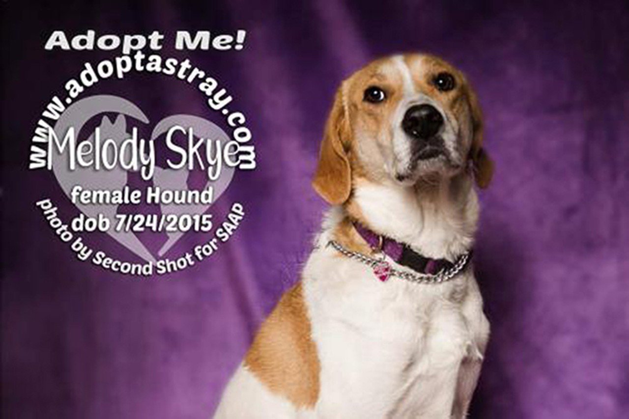 Melody Skye
Age: 5 Years Old / Breed: Hound / Sex: Female / Rescue: Stray Animal Adoption Program
&#147;Melody Skye is a sweet hound mix who has been looking for her forever home for a couple years with SAAP. Melody Skye loves to chase a frisbee and is a champ at playing keep away! She loves to go on walks and be with her people. She is crate trained and house trained like a good doggie. A fenced in yard would be great for Skye, but she can climb over some fences and should not be left in the yard alone.&#148;
Photo: Stray Animal Adoption Program