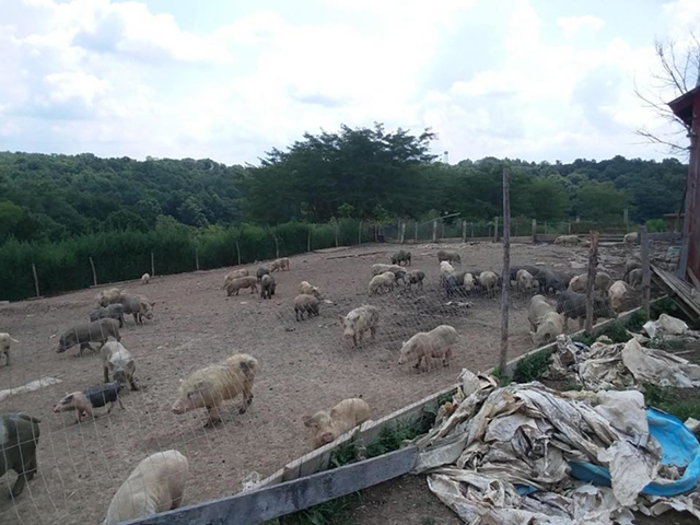 Photos of pigs at the Falmouth, Ky. farm