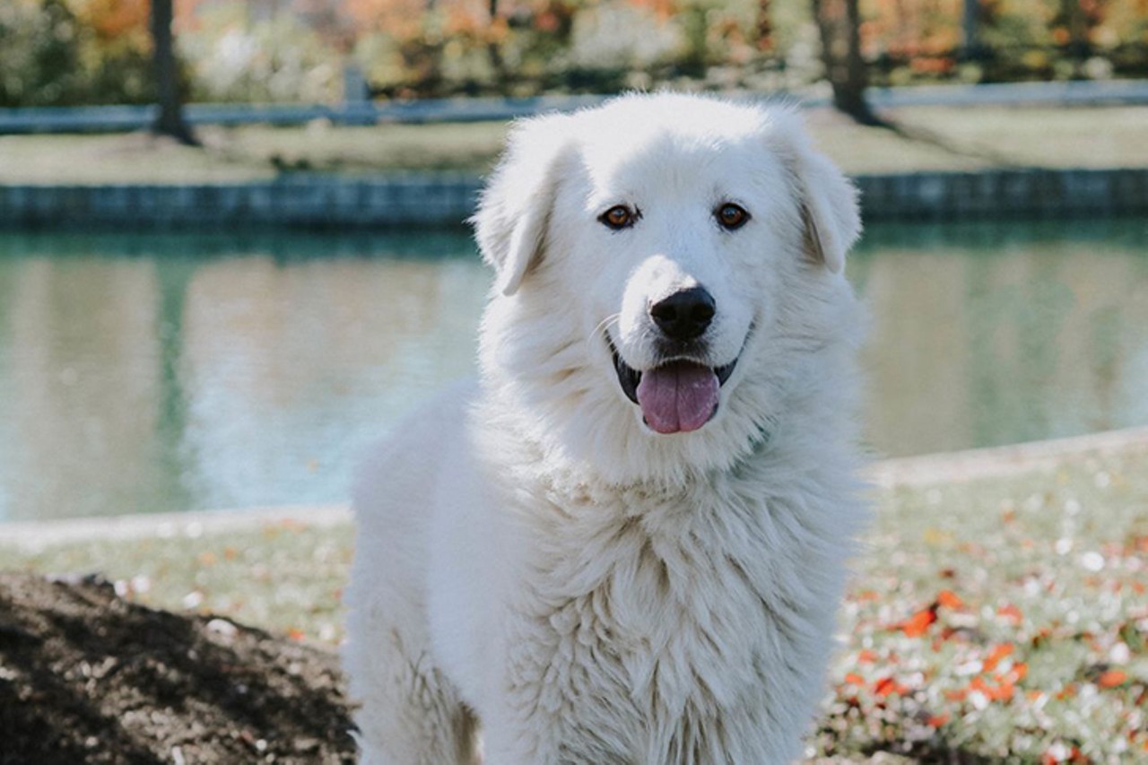 Casper
Age: 3 Years / Breed: Great Pyrenees / Sex: Male / Rescue: Louie&#146;s Legacy Animal Rescue
&#147;Say hello to Casper! This majestic man is a 3-year-old, 105-pound Great Pyrenees. He's a well-behaved boy who knows basic commands and walks well on a leash when he knows his person is in control. True to his breed, Casper loves patrolling his yard and will alert his family any time there's activity around his home. He'd love a family that spends a lot of time outdoors and has a large fenced-in yard for him to enjoy. He can be wary of strangers and responds well to slow introductions--he'll let you know when he's ready to be friends! And once you've gained his trust, you'll have a loyal companion who follows you around everywhere. Small children and homes with a lot of noise and activity tend to make him anxious, so Casper is asking for his future family to be kid-free. He's fostered with cats, who he enjoys following around and sniffing, and dogs of all sizes, though he prefers other low-key, independent dogs.&#148;
Photo: Louie&#146;s Legacy Animal Rescue