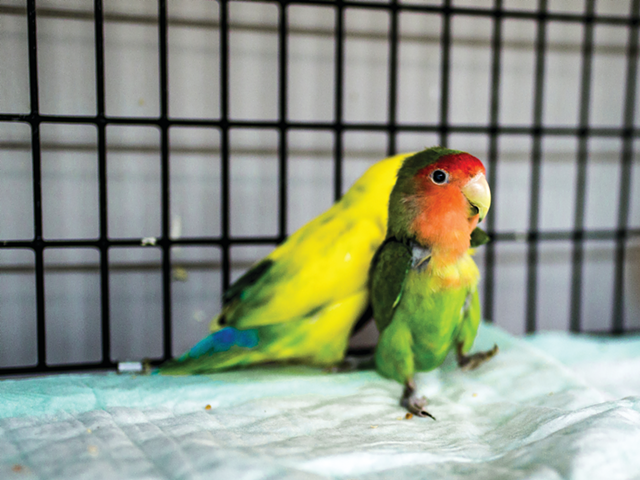 Love bird Tiny and her companion, Topanga, are adoptable as a pair through the Ohio Pet Sanctuary.