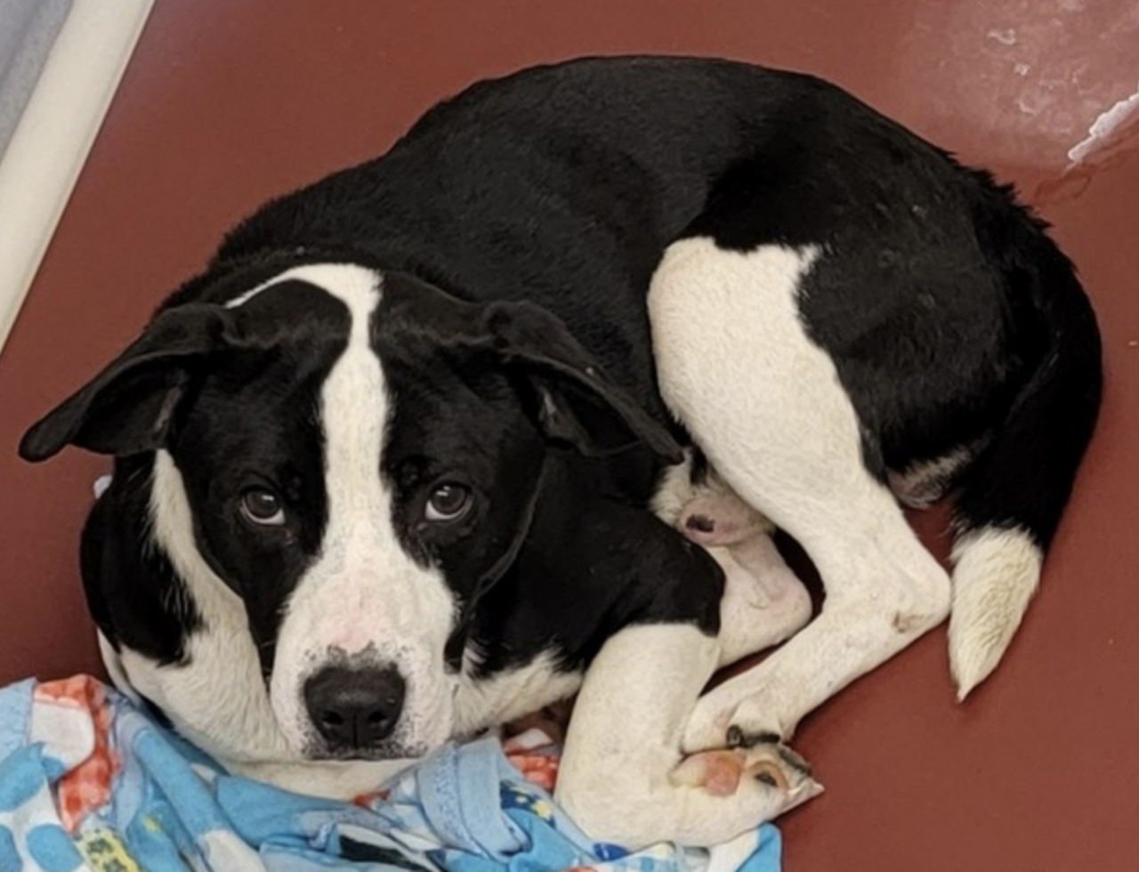 Oberon
Age: 1 year old / Breed: Hound Cross / Sex: Male
Oberon is an adorable hound mix who is healthy, up-to-date on his vaccines and neutered.