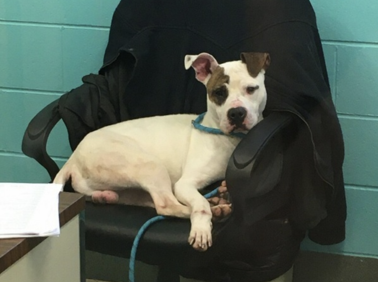  Lambchop
Age: 2 years old / Breed: 	Pit Bull Cross / Sex: Male
Lambchop is an adorable spotted pit bull mix who is healthy, up-to-date on his vaccines and neutered. Lambchop is not suitable for children.