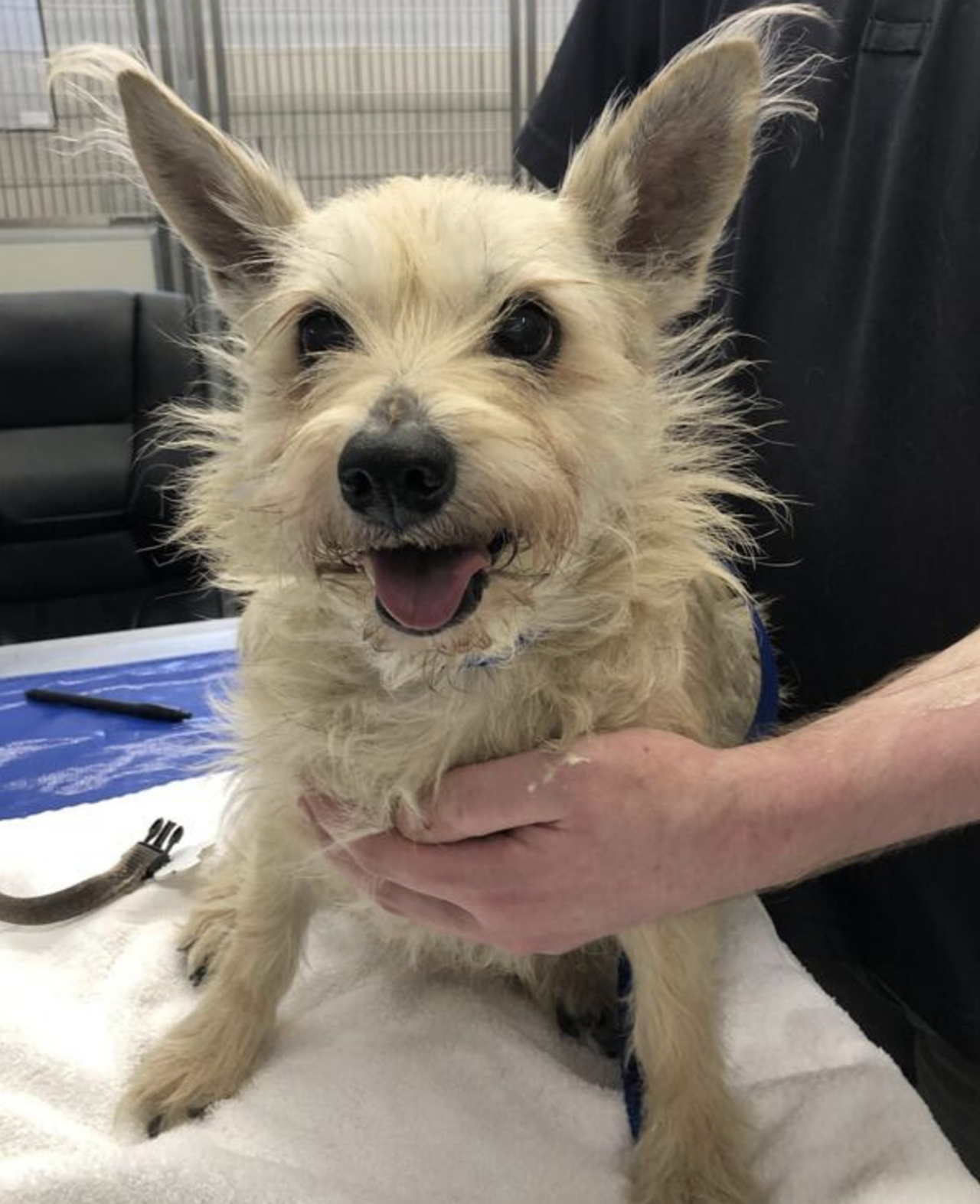 Sassy
Age: 7 years old / Breed: Terrier Cross / Sex: Female
Sassy is a fluffy little terrier mix who is healthy, up-to-date on her vaccines and spayed.