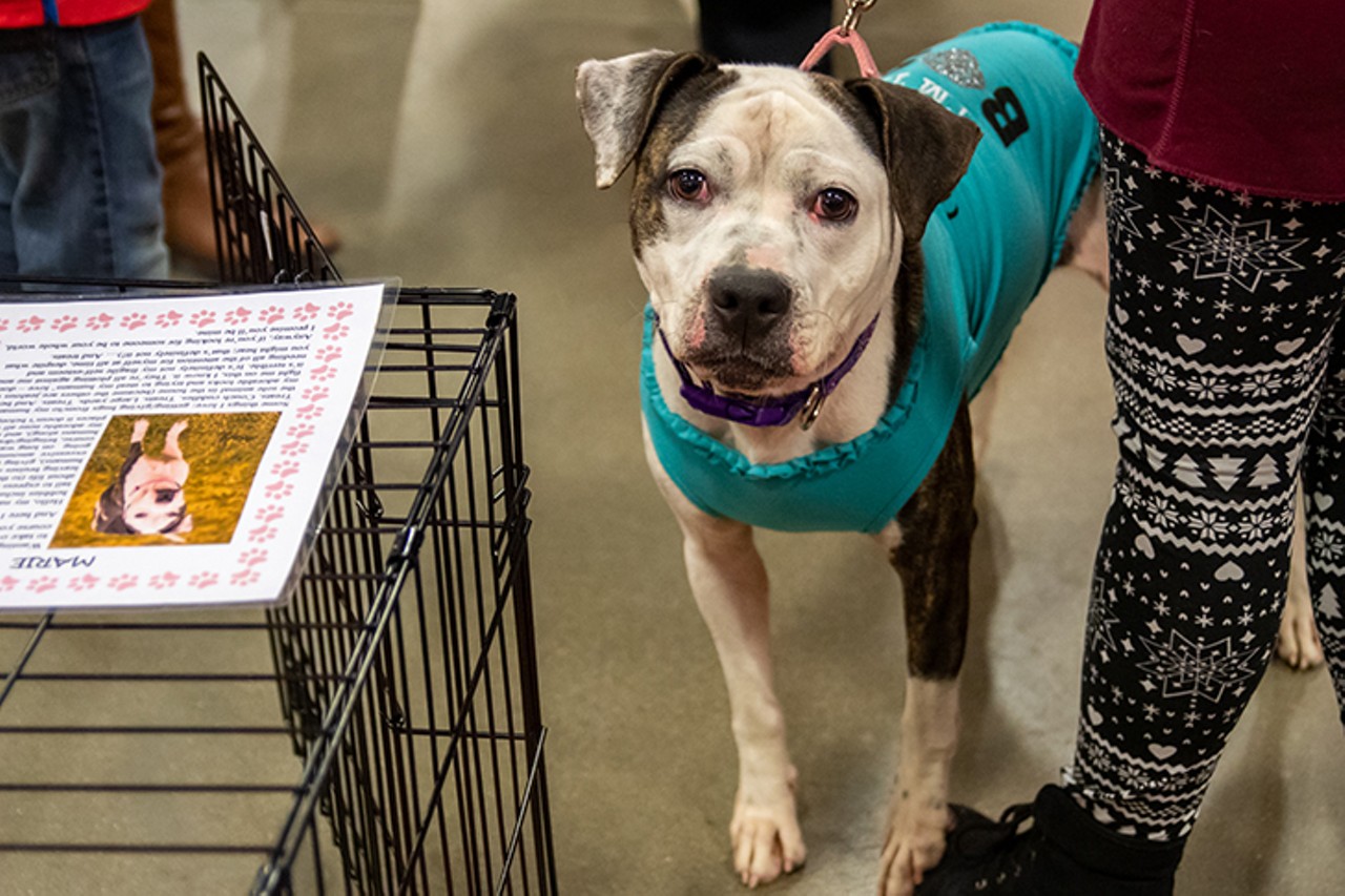 All the Adoptable Furballs We Saw at Sharonville's Annual My Furry Valentine Event