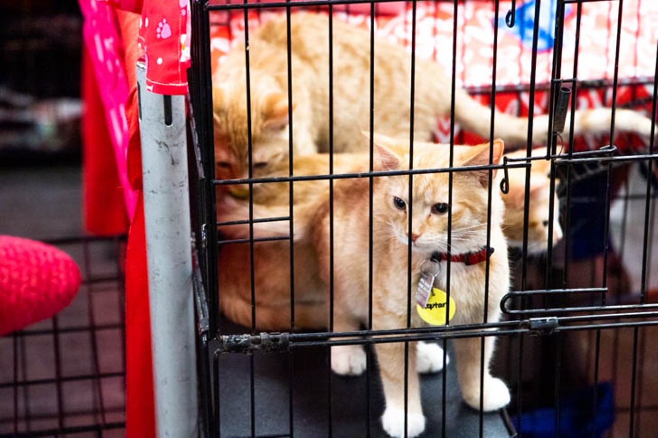 All the Adoptable Pets We Saw at Cincinnati's Annual My Furry Valentine Event