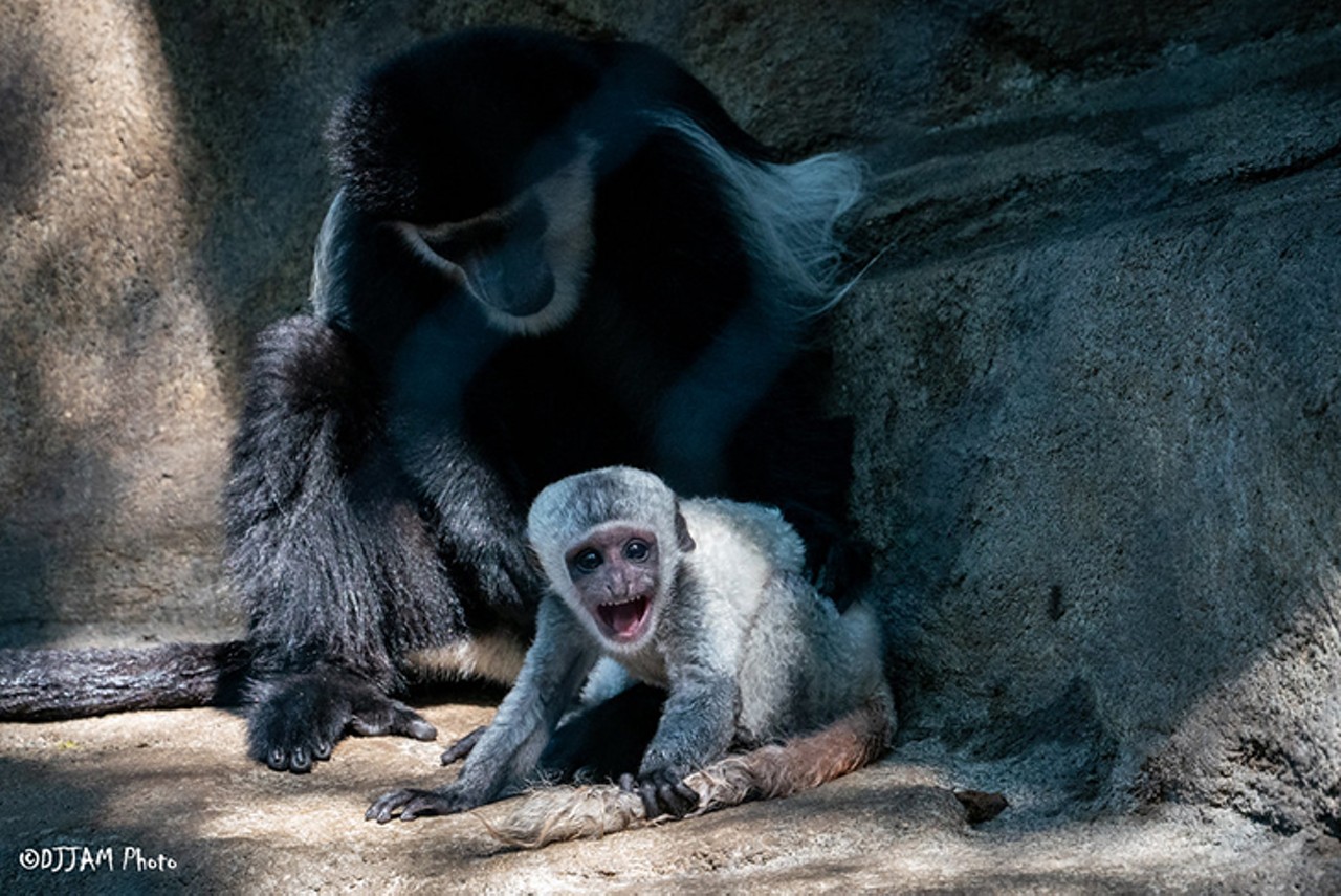Phoebe, the colobus monkey
Photo: DJJAM Photo