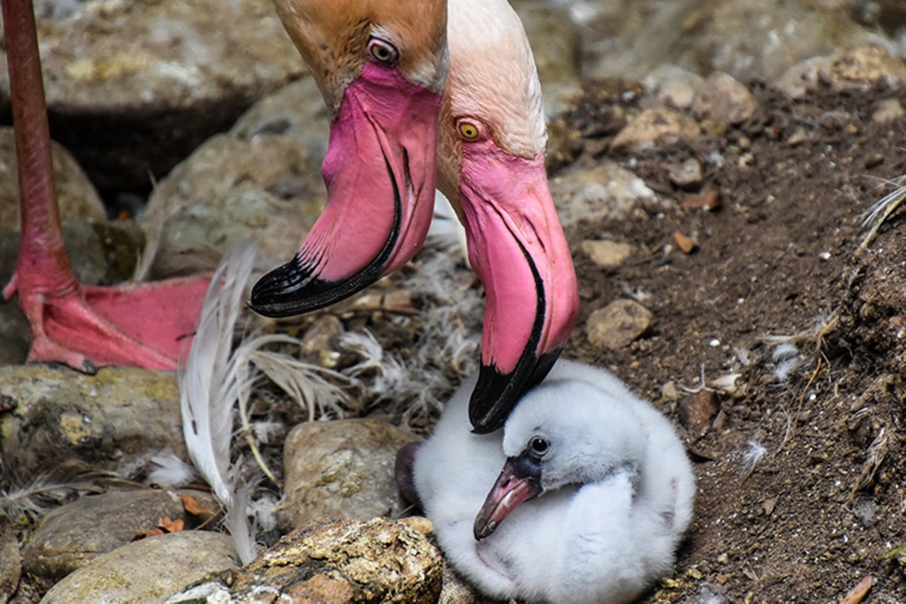 Flamingo chick
Photo: Lisa Hubbard