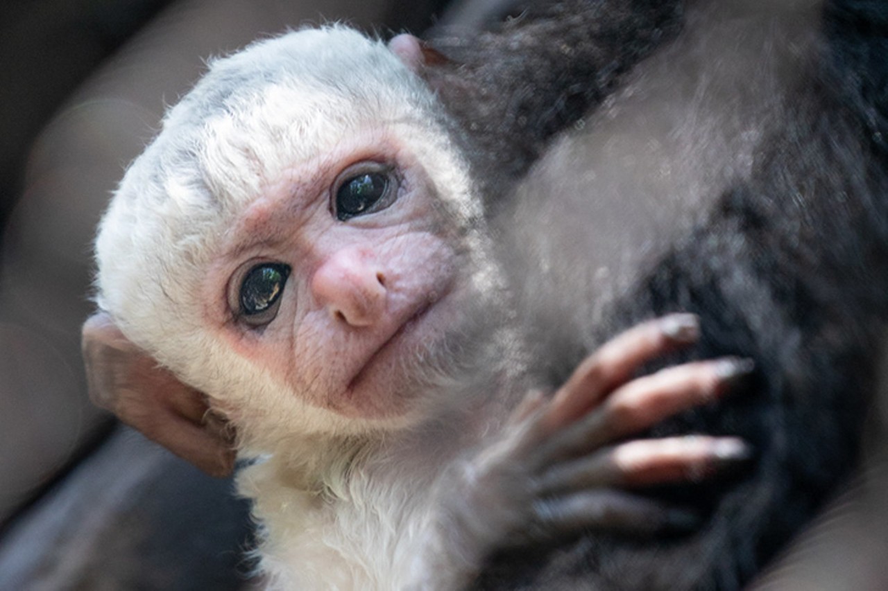 Phoebe, the colobus monkey
Photo: Mark Dumont