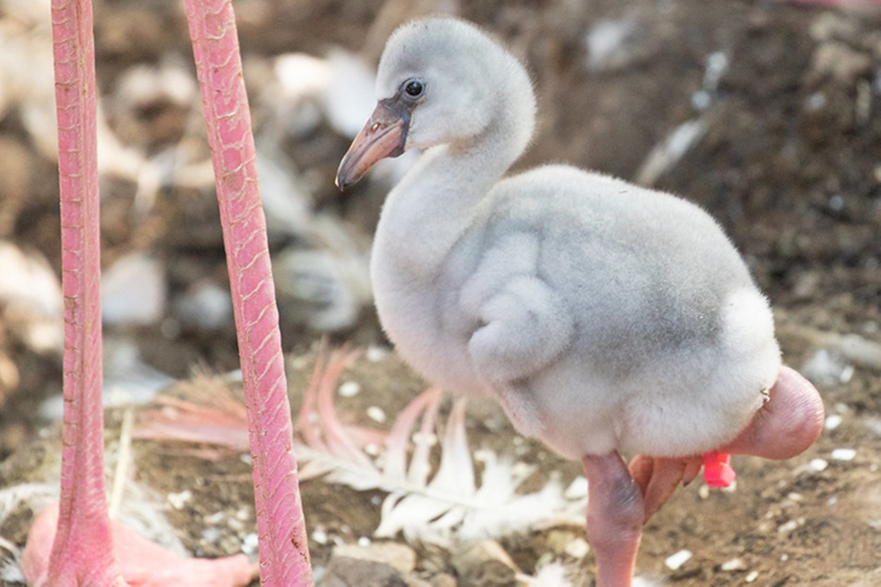 Flamingo chick
Photo: Mark Dumont