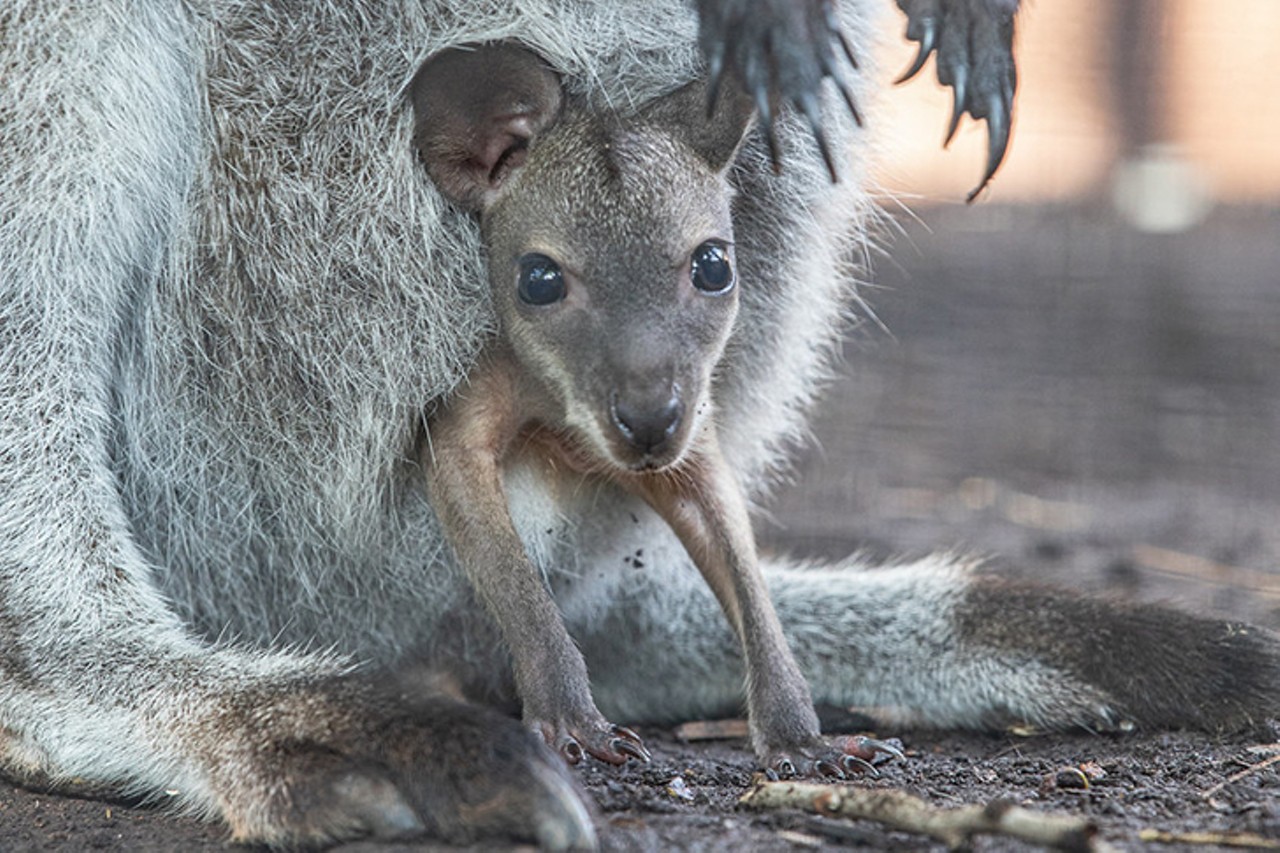Pocket, the wallaby
Photo: Michelle Peters