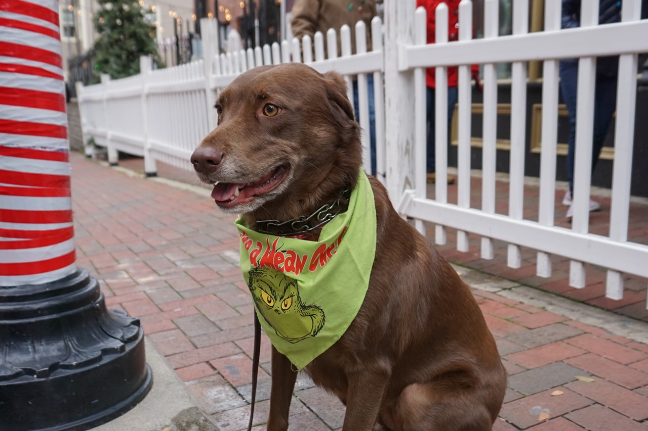 All the Adorable Costumed Dogs We Saw at The 32nd-Annual Mt. Adams Reindog Parade