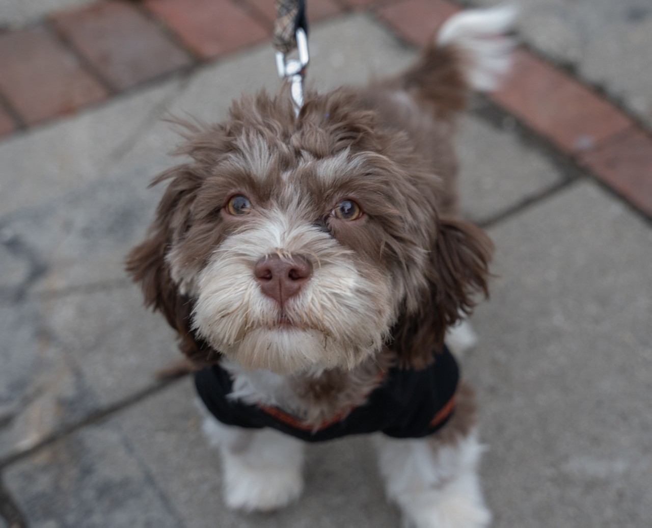 The Cincinnati Bengaldog Parade Will March Cute — and Costumed